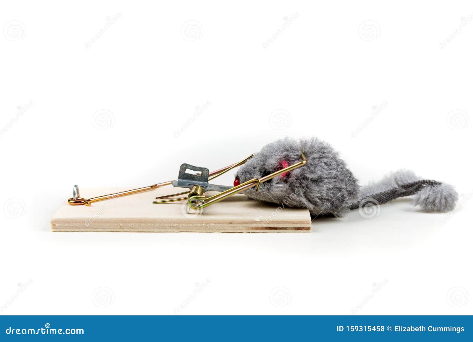 Dead mouse caught in snap trap on white background, closeup Stock