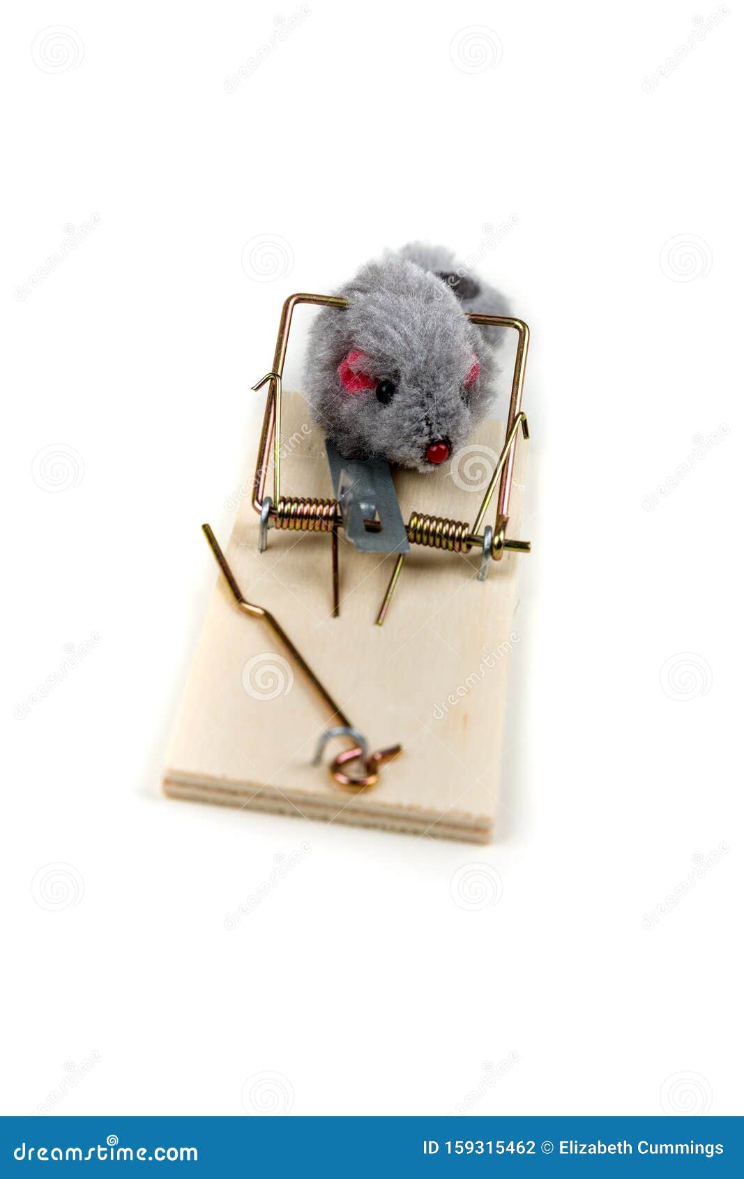 Dead mouse caught in snap trap on white background, closeup Stock