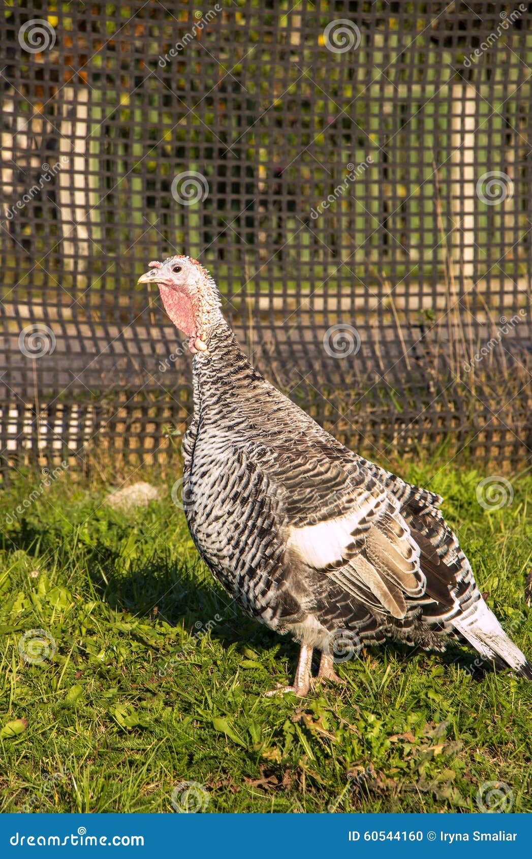 Grey Turkey on a Poultry Farm Stock Photo Image of brown, summer
