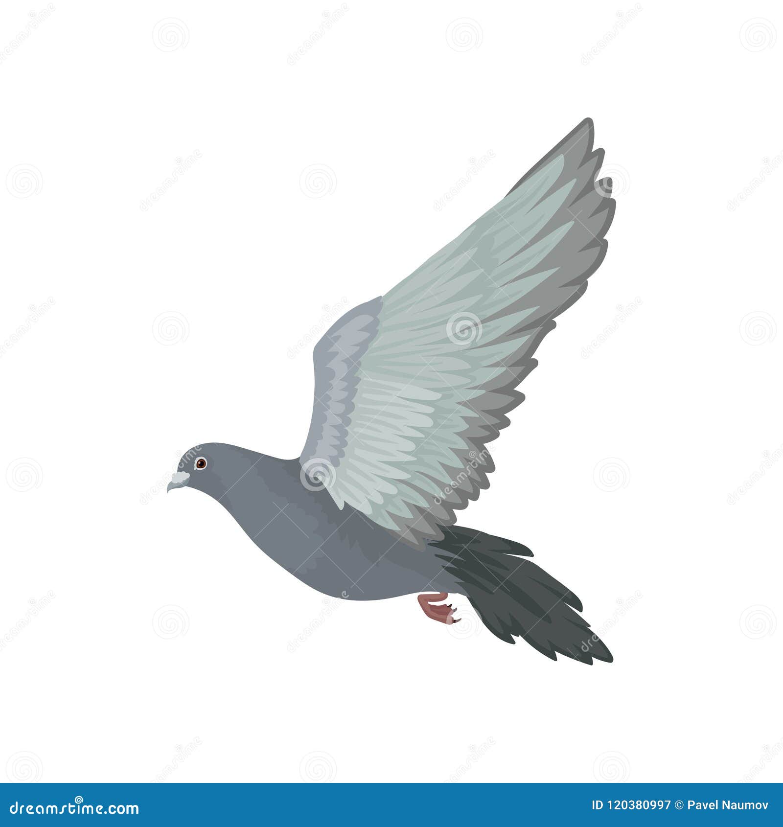grey urban pigeon flying, side view  s on a white background