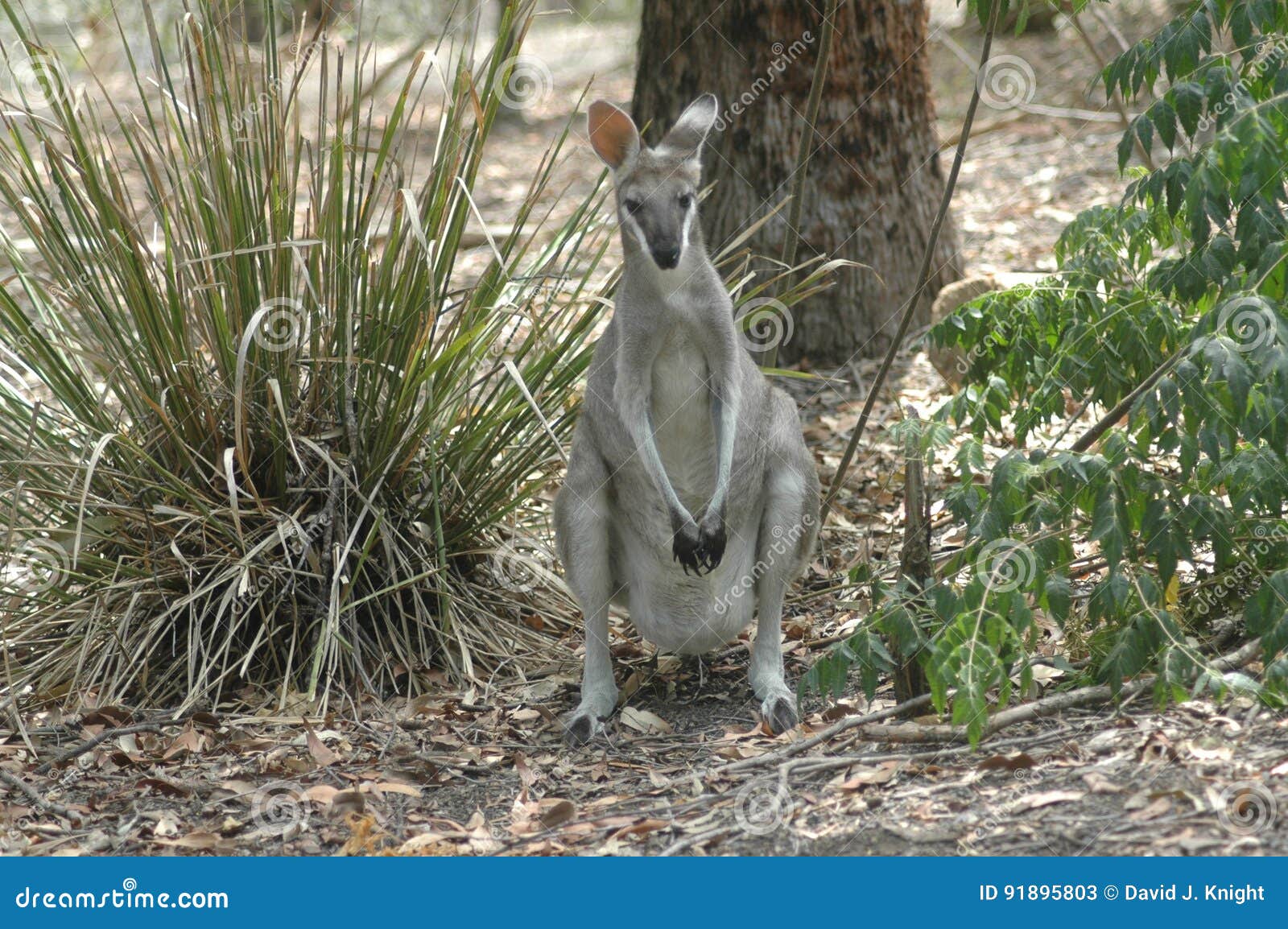 Grey Wallaby stock image. Image of branch, trunk, grass 91895803