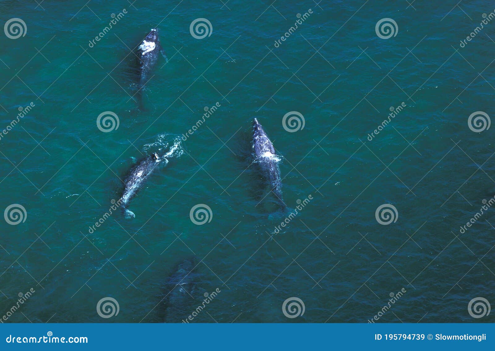 grey whale or gray whale, eschrichtius robustus, group, aerial view, baja california in mexico