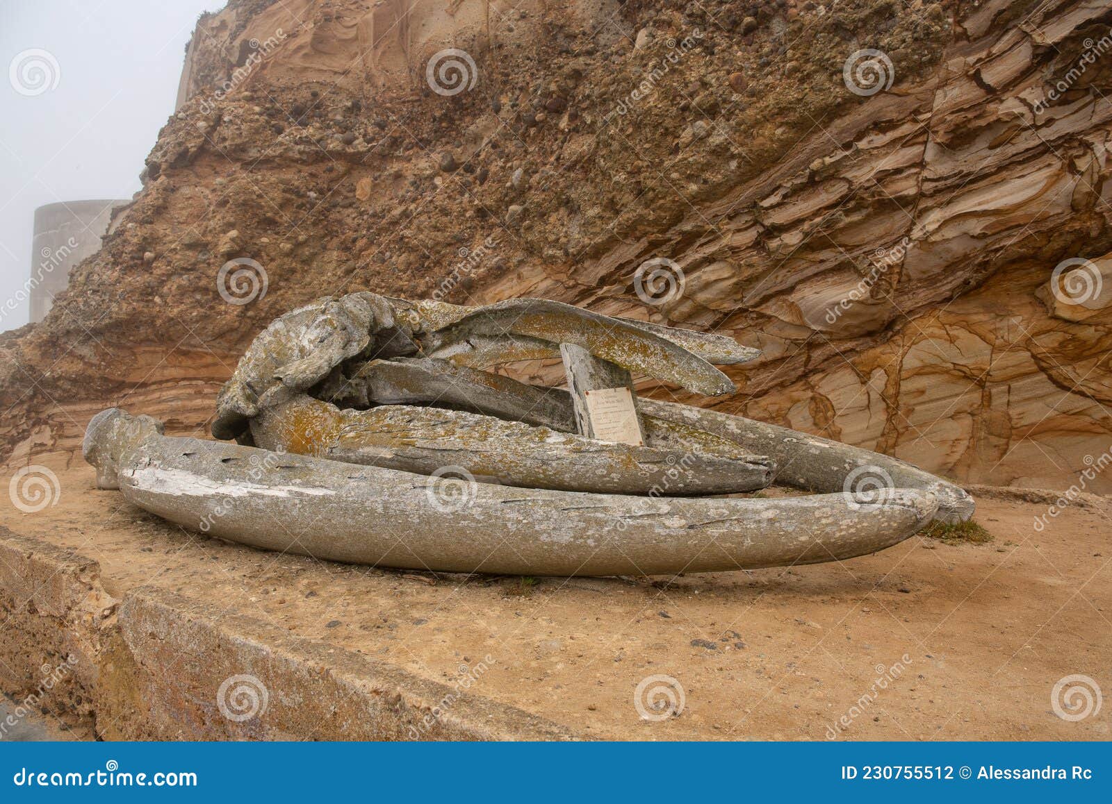 grey whale jawbone