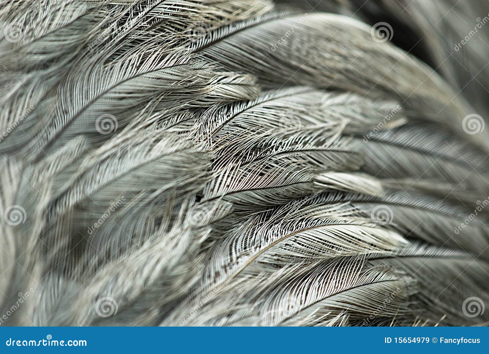 Grey and White Bird Feathers Stock Image Image of grey, field 15654979