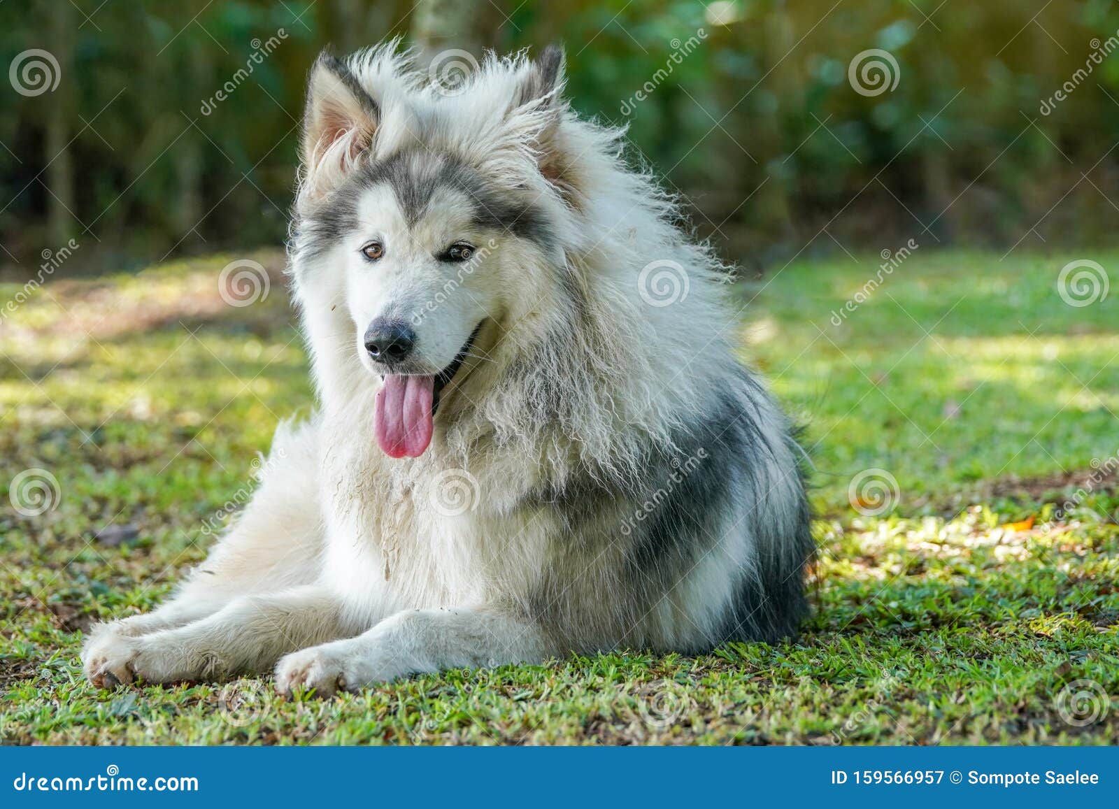 grey and white alaskan malamute