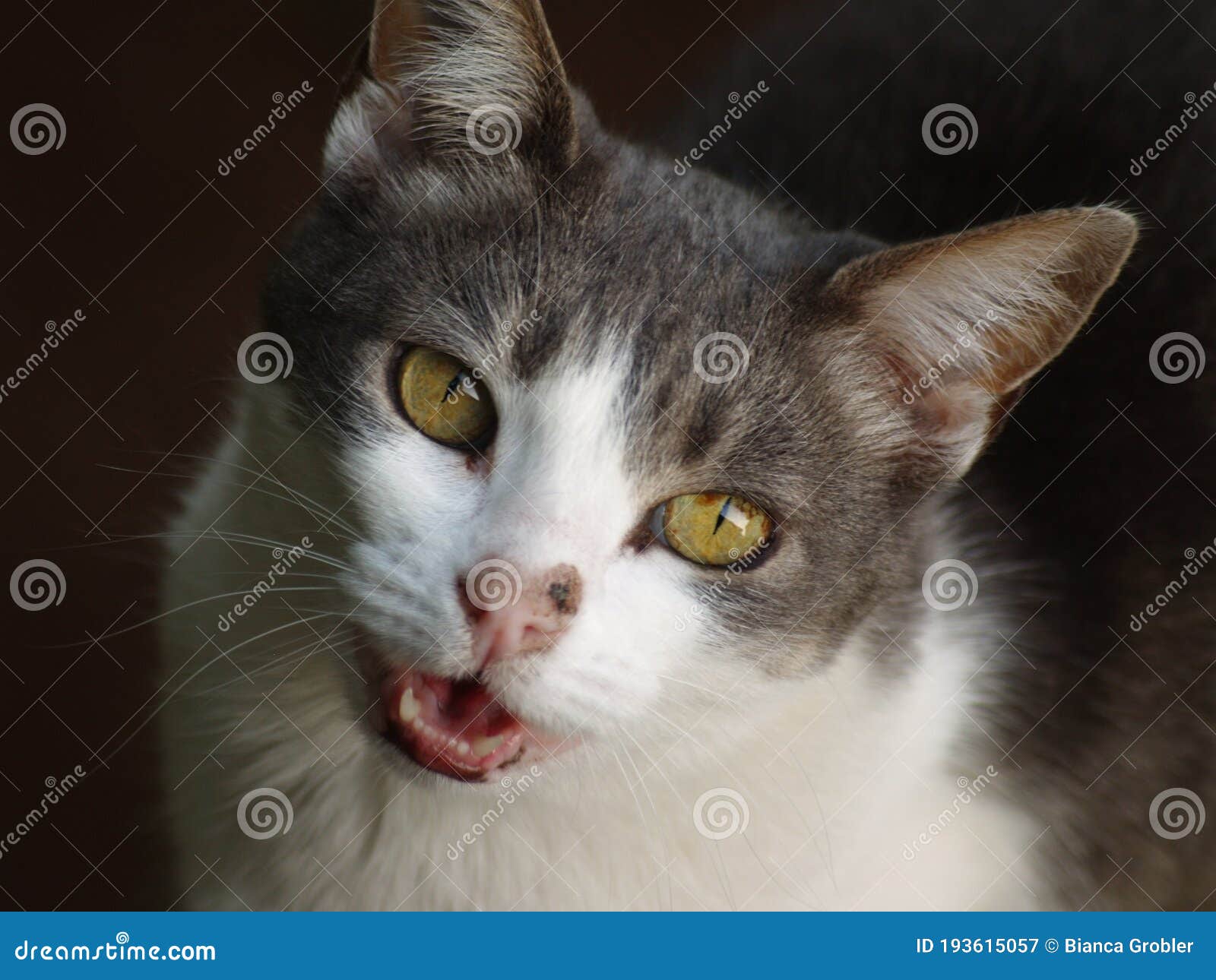 Grey and white cat meowing stock image. Image of animal 193615057