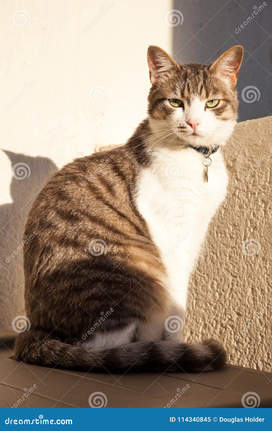 A Grey And White Cat Sits In The Sun To Keep Warm Stock Image Image Of Animal Grey 114340845