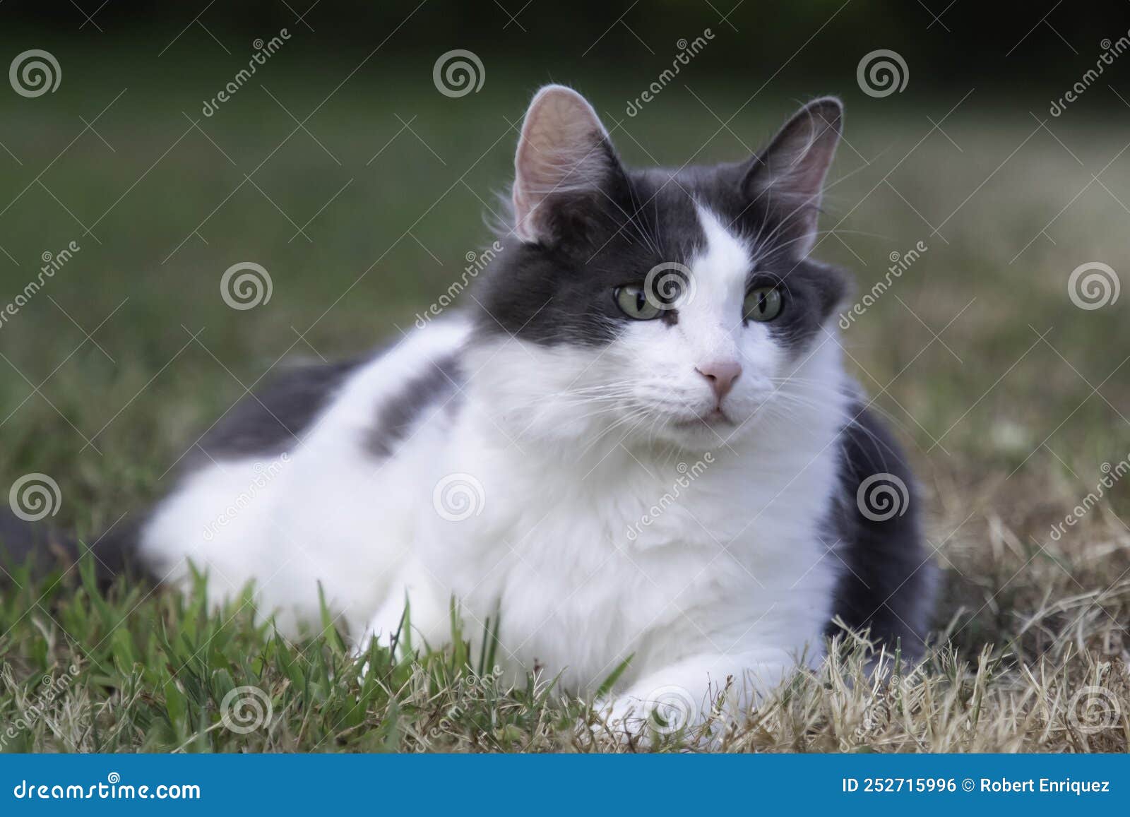 A Grey and White Cat in the Yard Stock Photo Image of cute, adoption