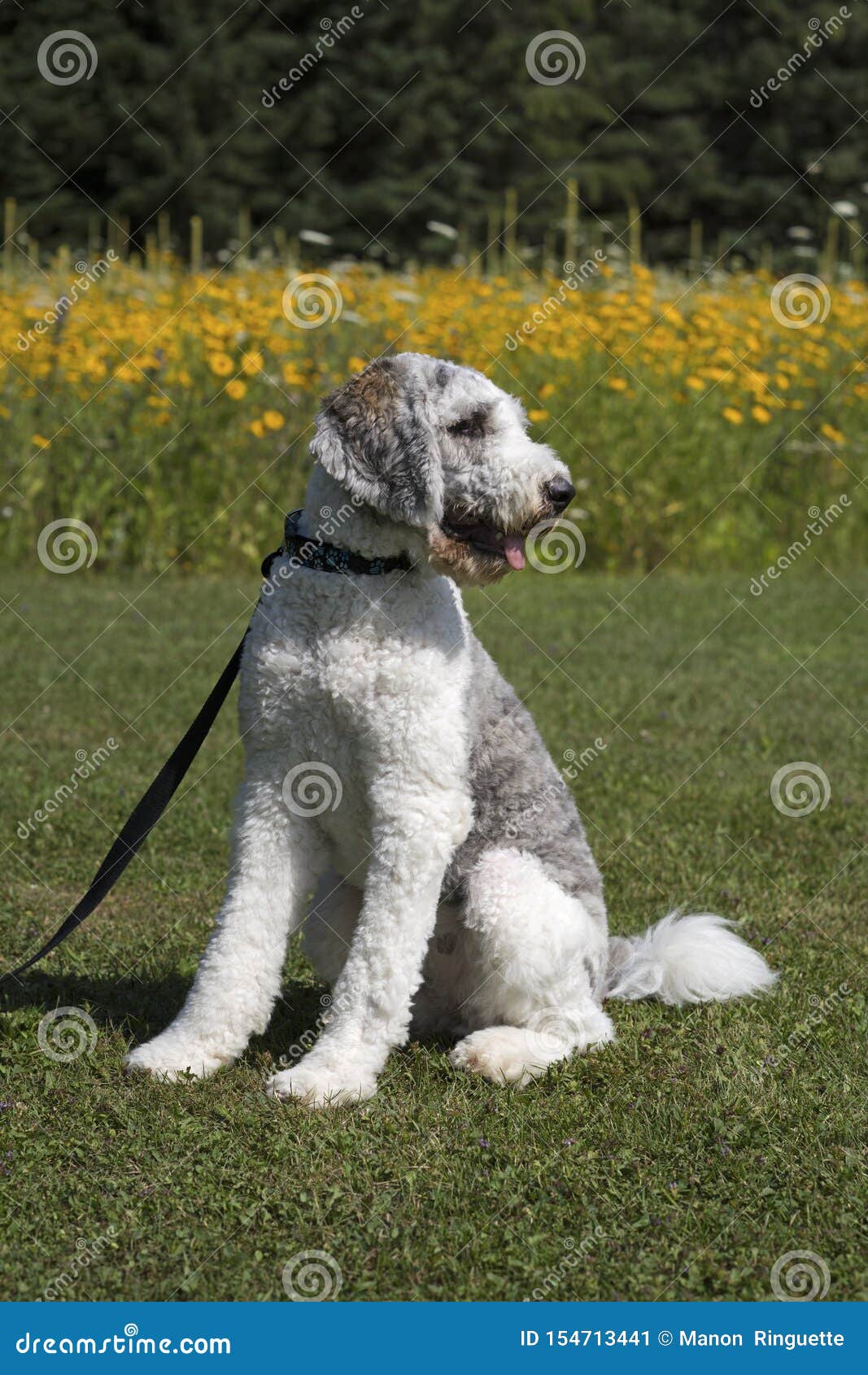 grey and white poodle