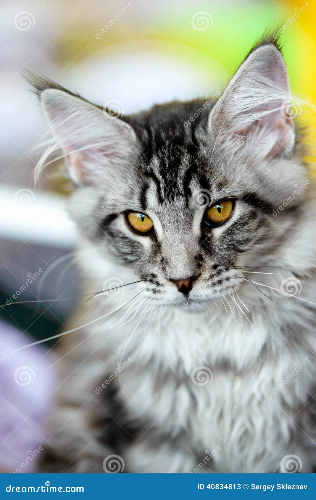 Cinderkit of Riverclan Grey-white-tabby-maine-coon-cat-cats-dogs-close-up-portrait-selective-focus-natural-blurred-background-40834813