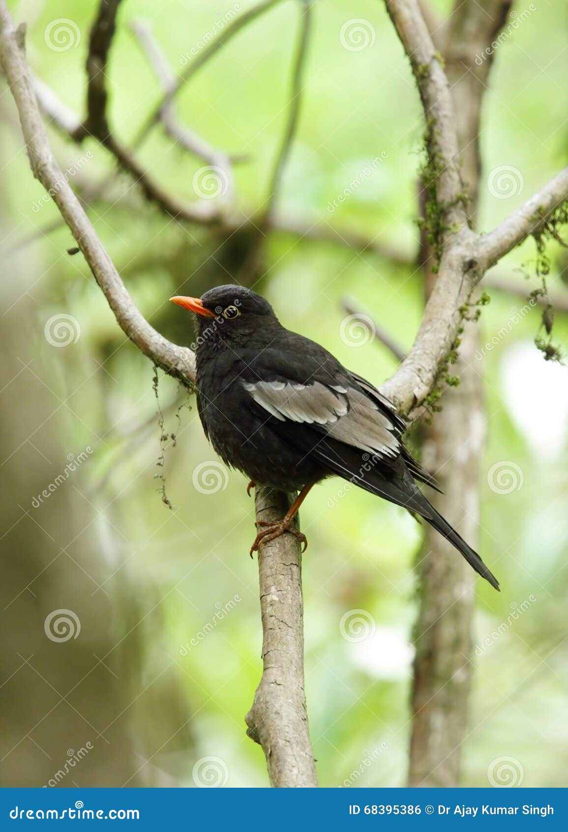 Grey-winged blackbird stock photo. Image of feather, beautiful - 68395386