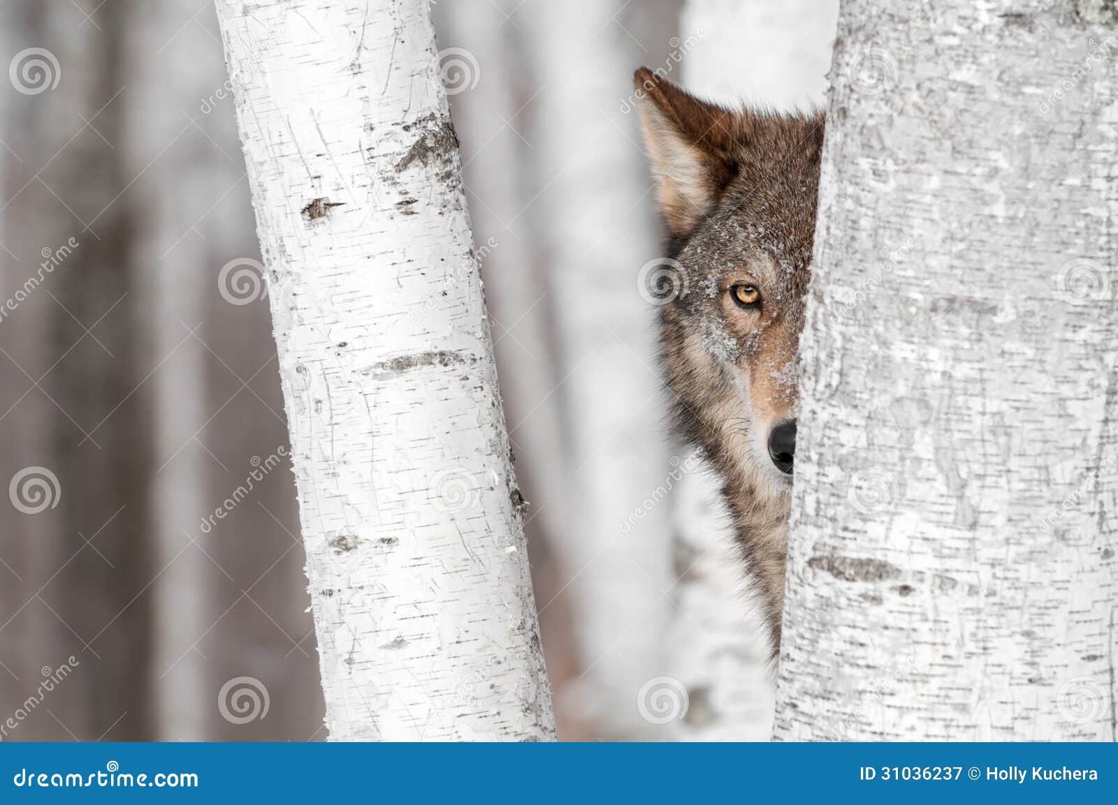 grey wolf (canis lupus) behind tree