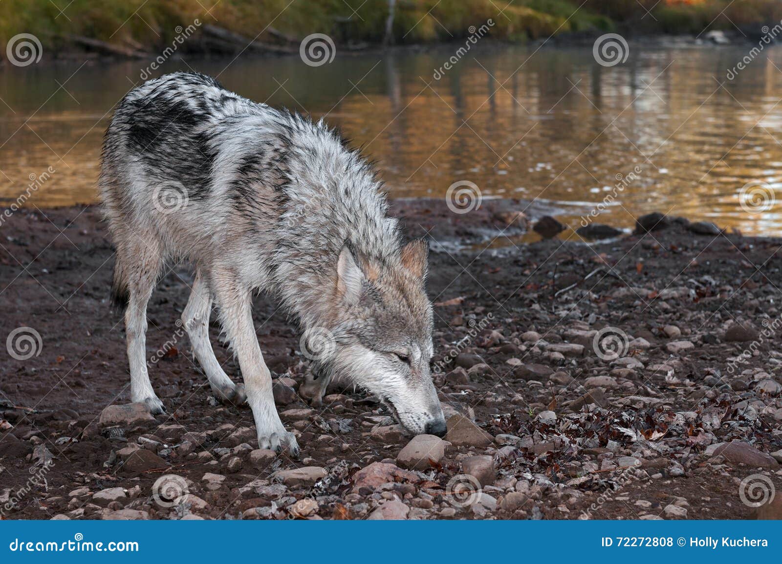 grey wolf (canis lupus) deep sniff