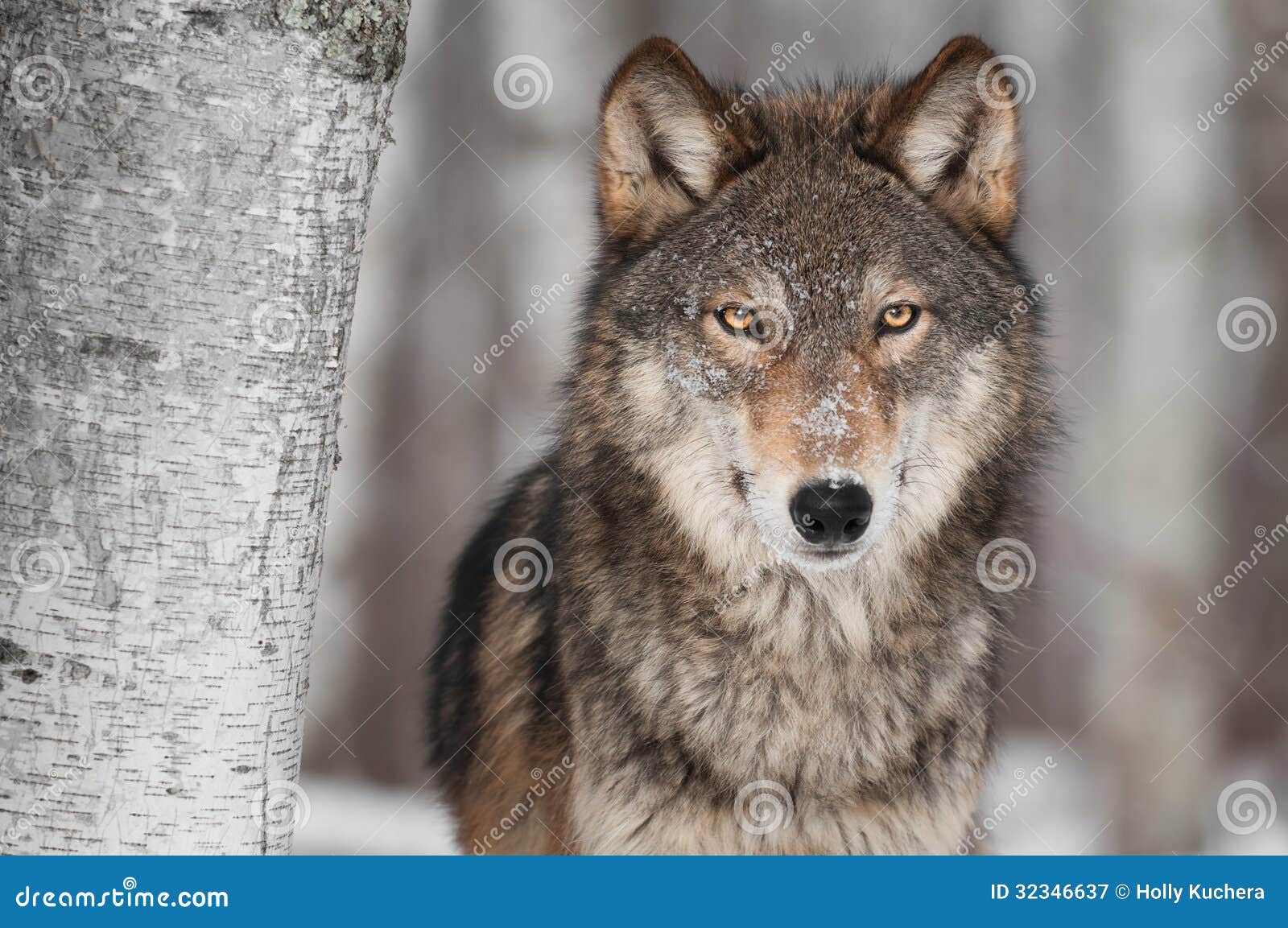 grey wolf (canis lupus) next to birch tree