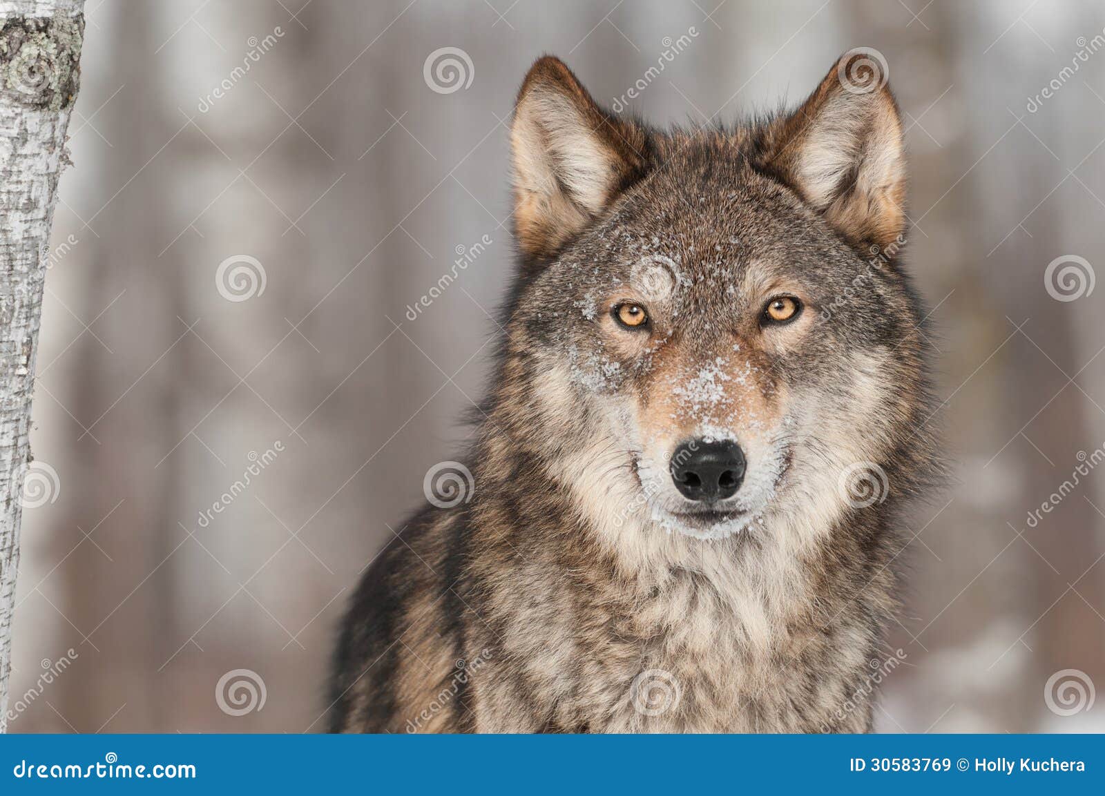 grey wolf (canis lupus) portrait