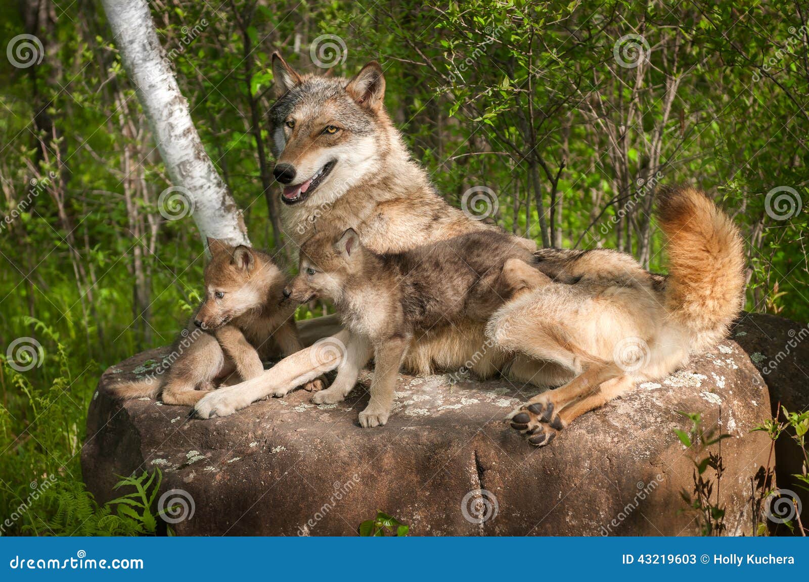 grey wolf (canis lupus) and pups lie on rock together