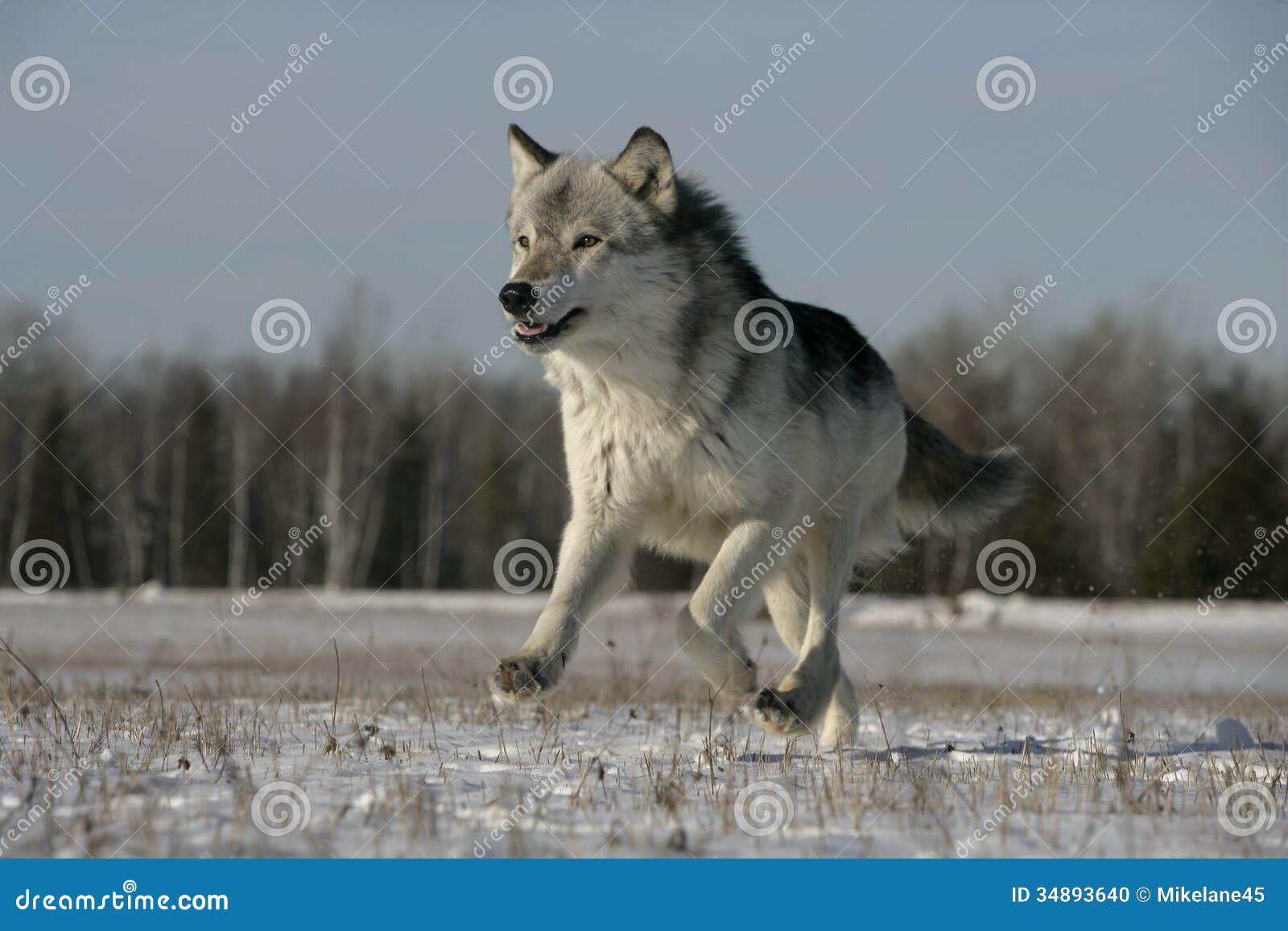 grey wolf, canis lupus