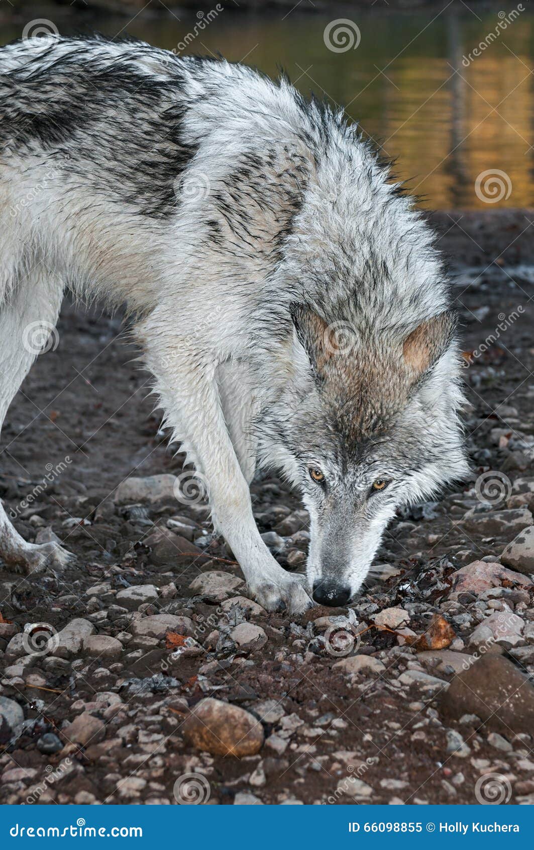 grey wolf (canis lupus) sniff turn