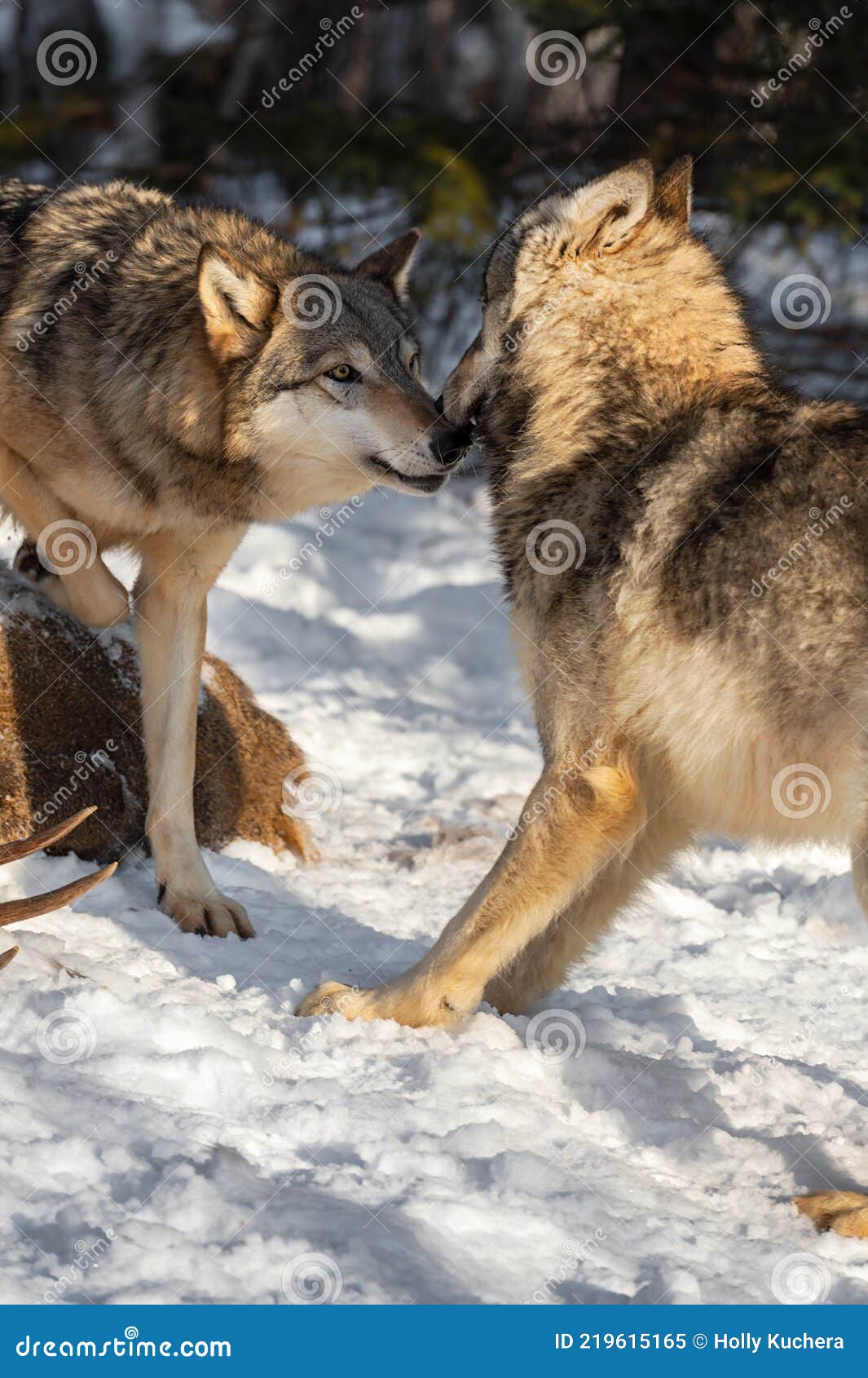 grey wolf canis lupus sniffs at recoiling packmate winter
