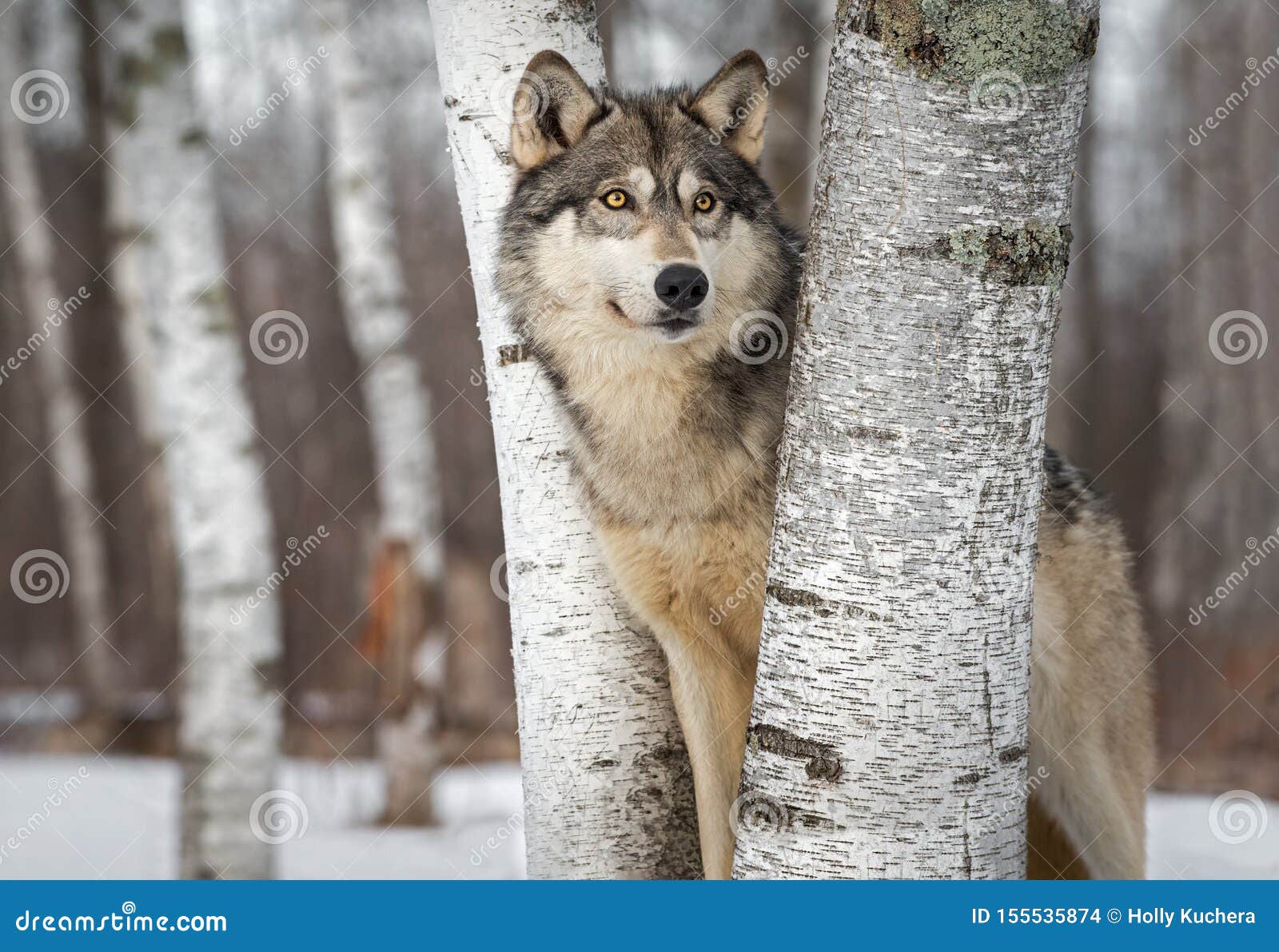 grey wolf canis lupus between trees looks up and to right winter