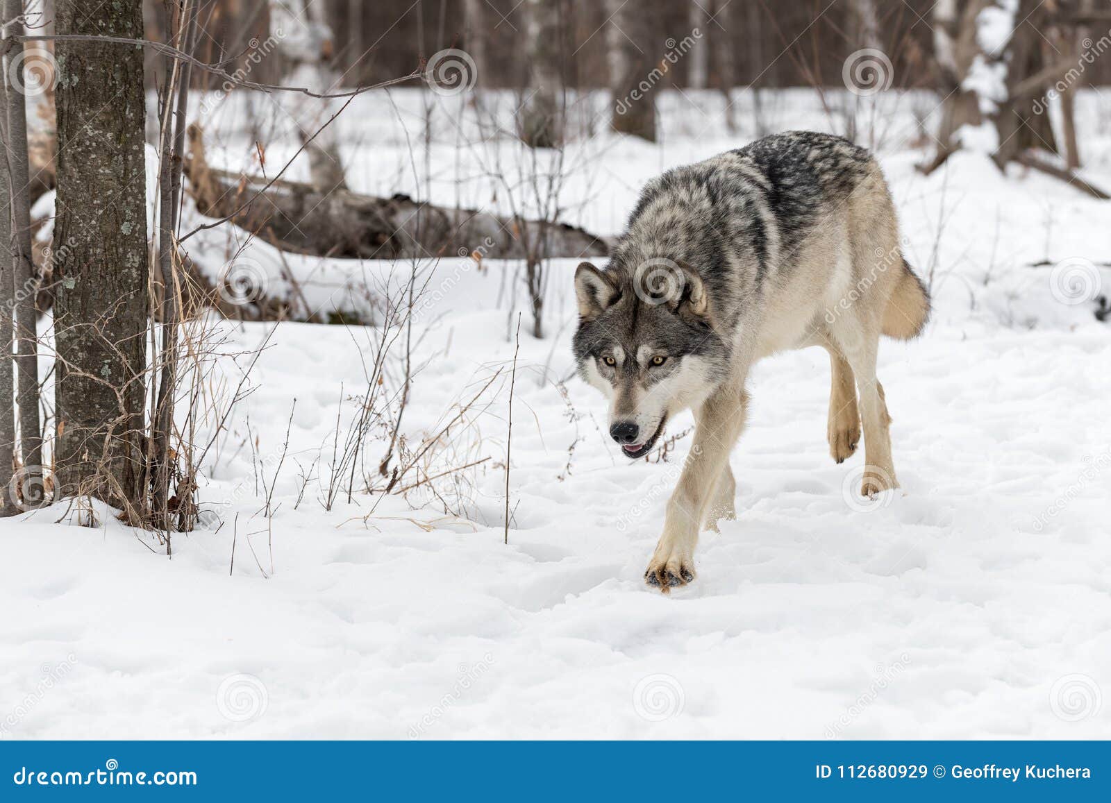Grey Wolf Canis Lupus Trots Forward Stock Image - Image of nature