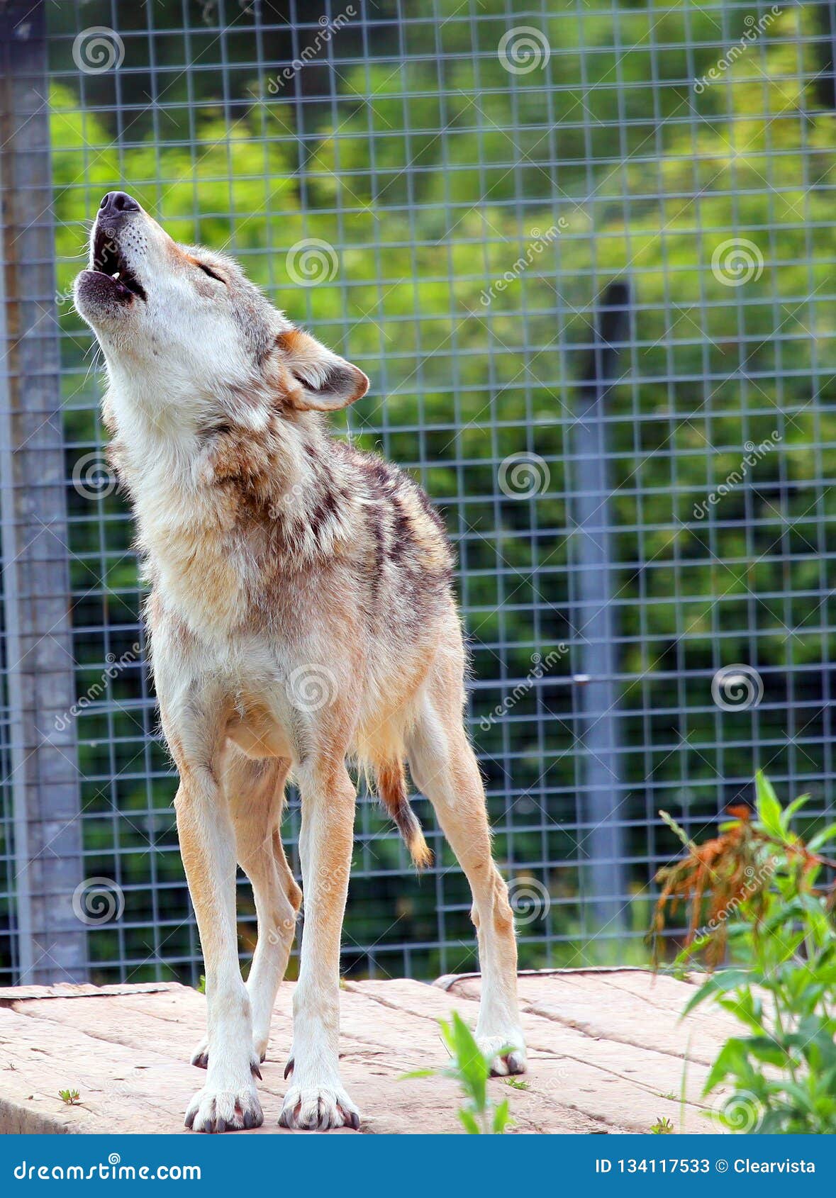 a grey wolf in captivity howling. unhappy.