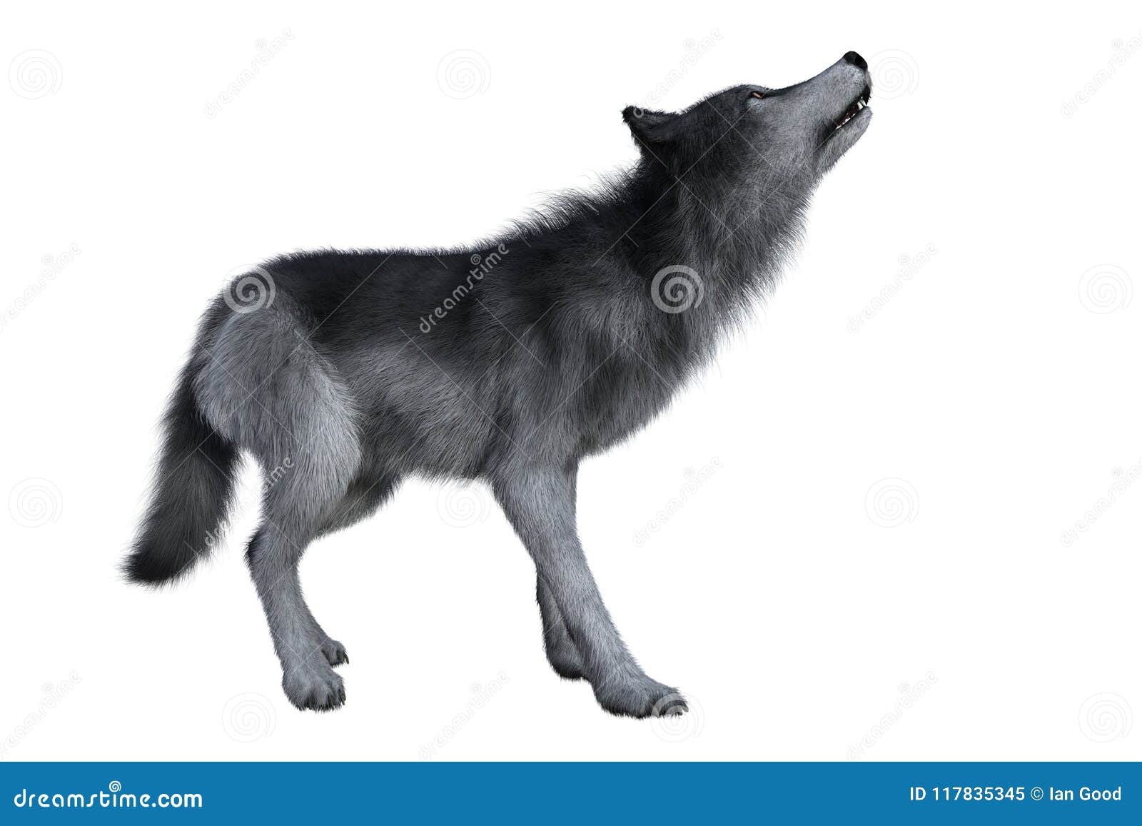 Grey Wolf Howling stock image. Illustration of rendering - 117835345