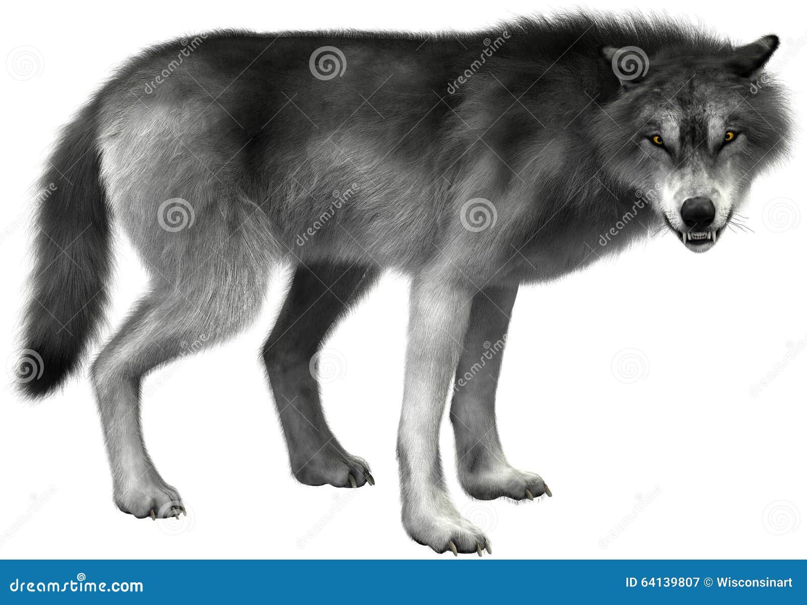 Portrait of a furious gray wolf. Angry wolf roaring isolated on