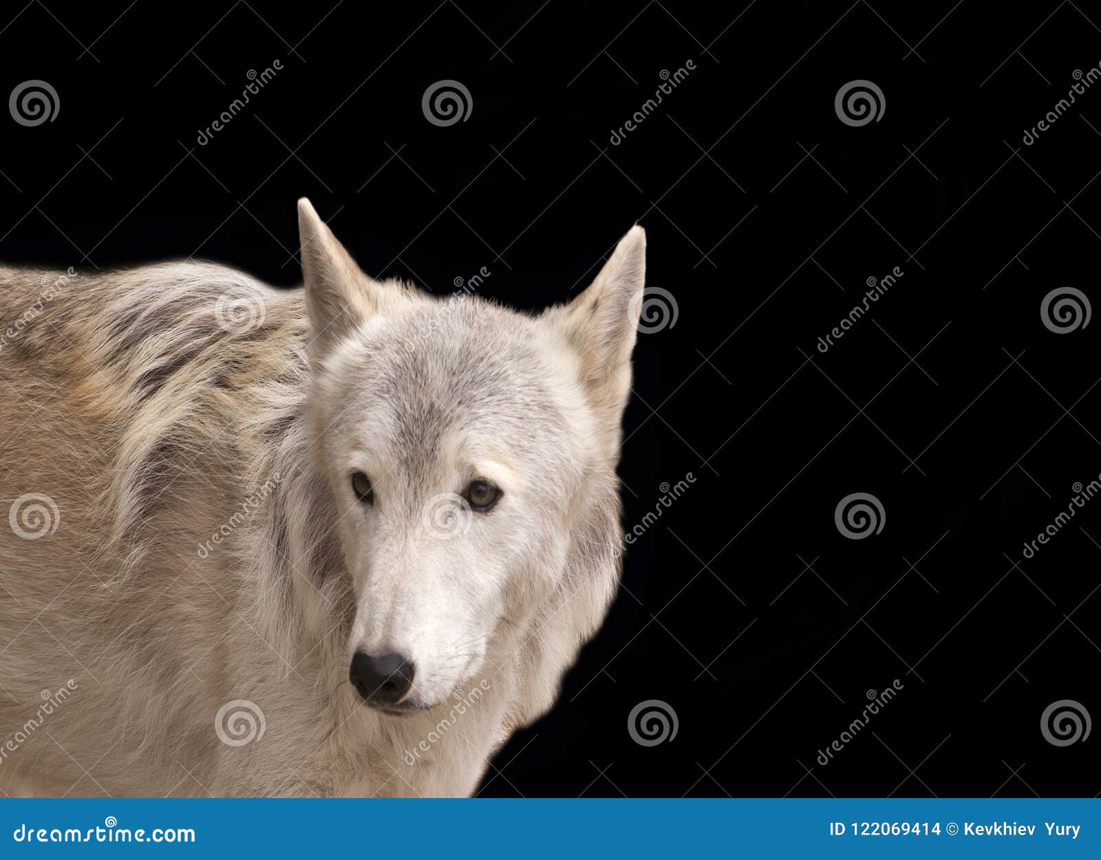 Grey Wolf Isolated on Black Stock Photo - Image of white, canislupus ...