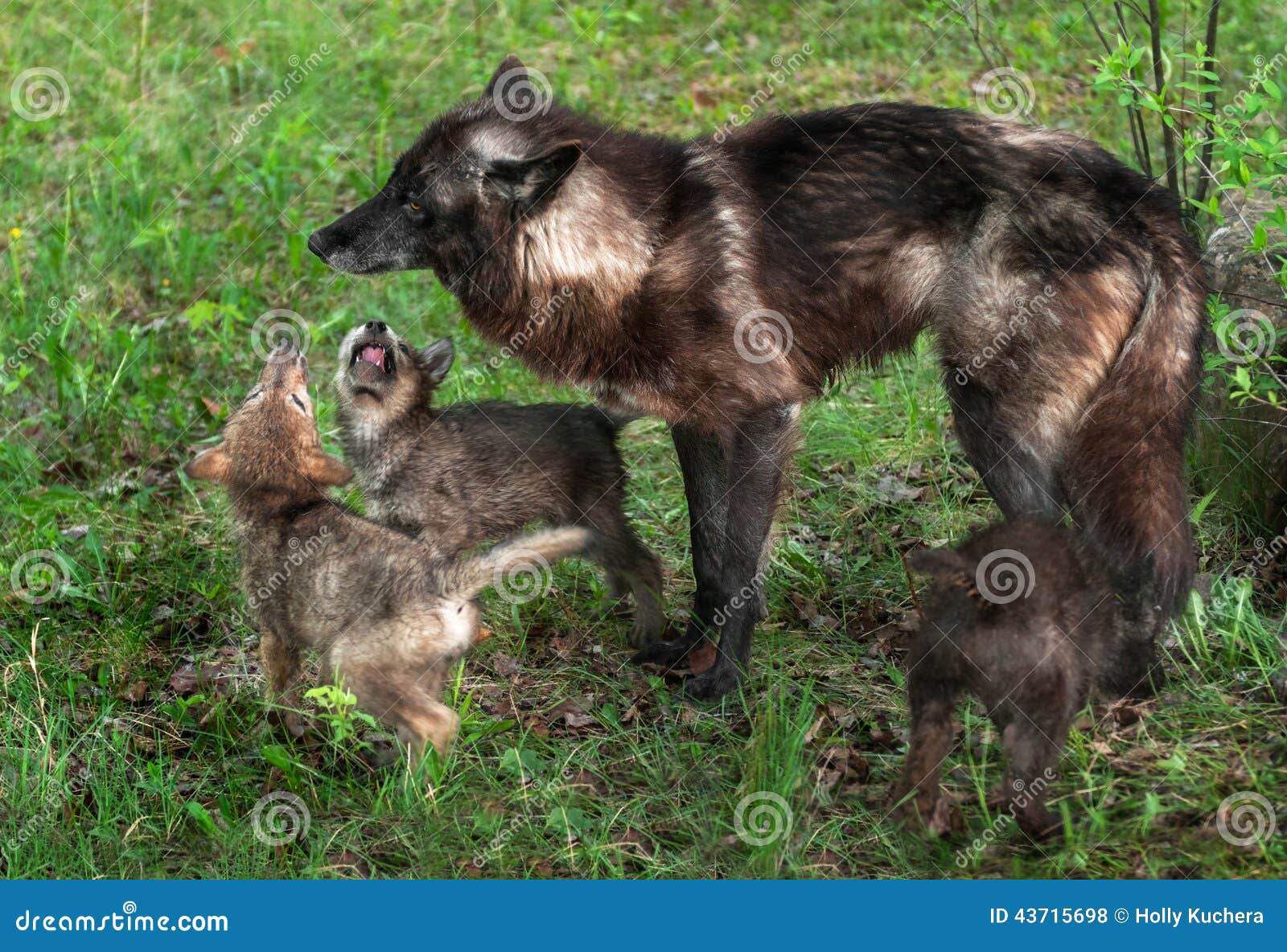 Grey Wolf Pups (Canis Lupus) Beg Mother Stock Photo Image of young