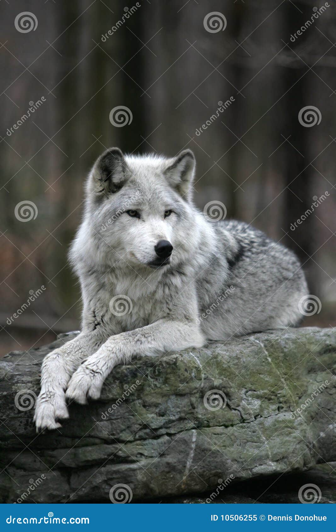 Rockabilly Wolf