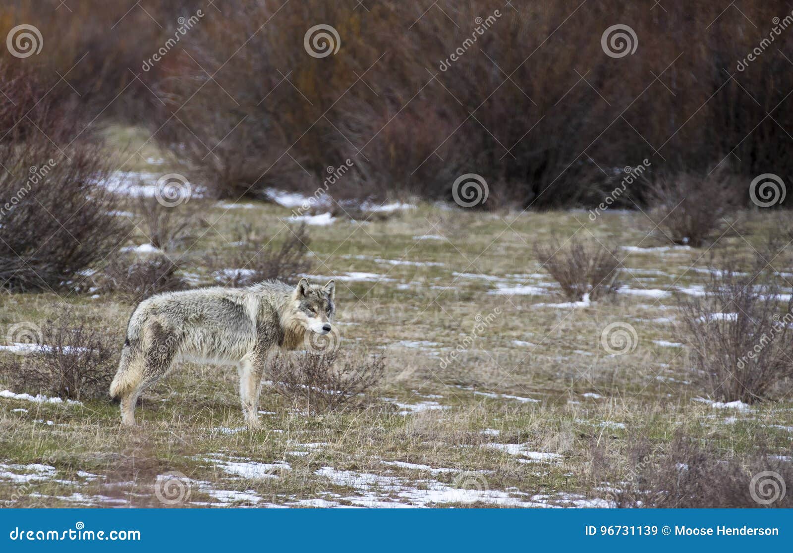 grey wolf standing in grass with sagebrush