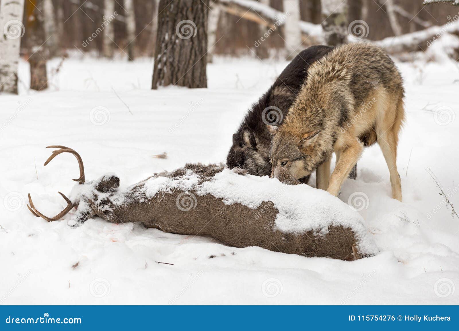 Grey Wolves Canis Lupus Feed at White-Tail Buck Carcass Stock Photo ...