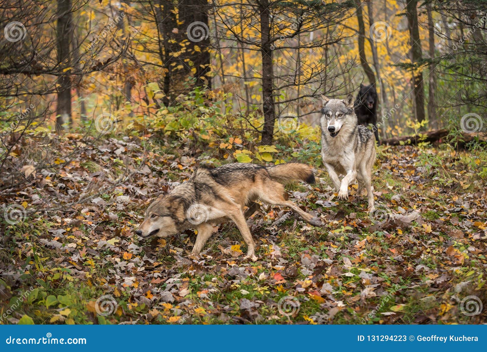 Grey Wolves Canis Lupus Run through the Autumn Woods Stock Image