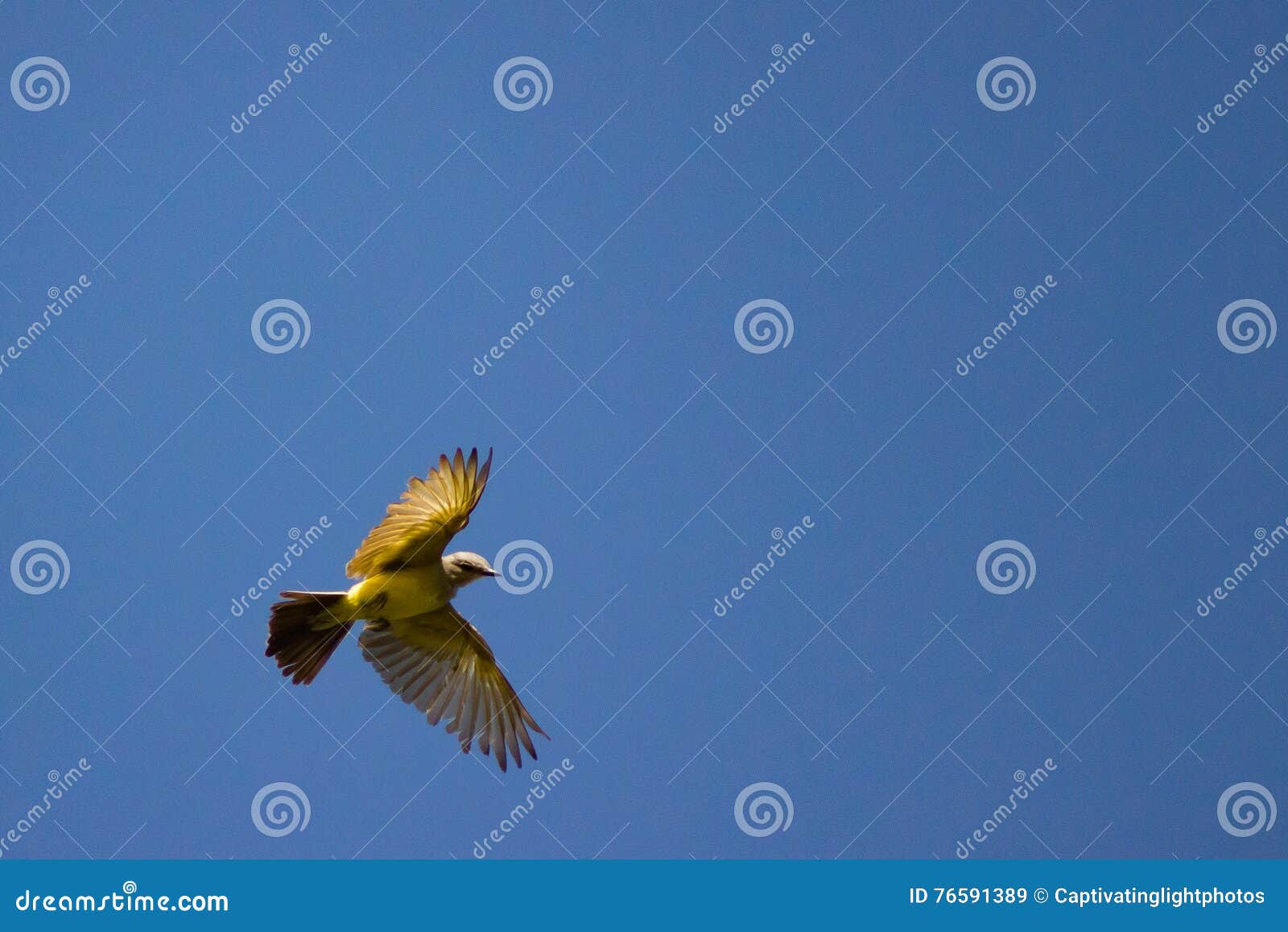 Grey and Yellow Bird Overhead Stock Image Image of grey, talons 76591389