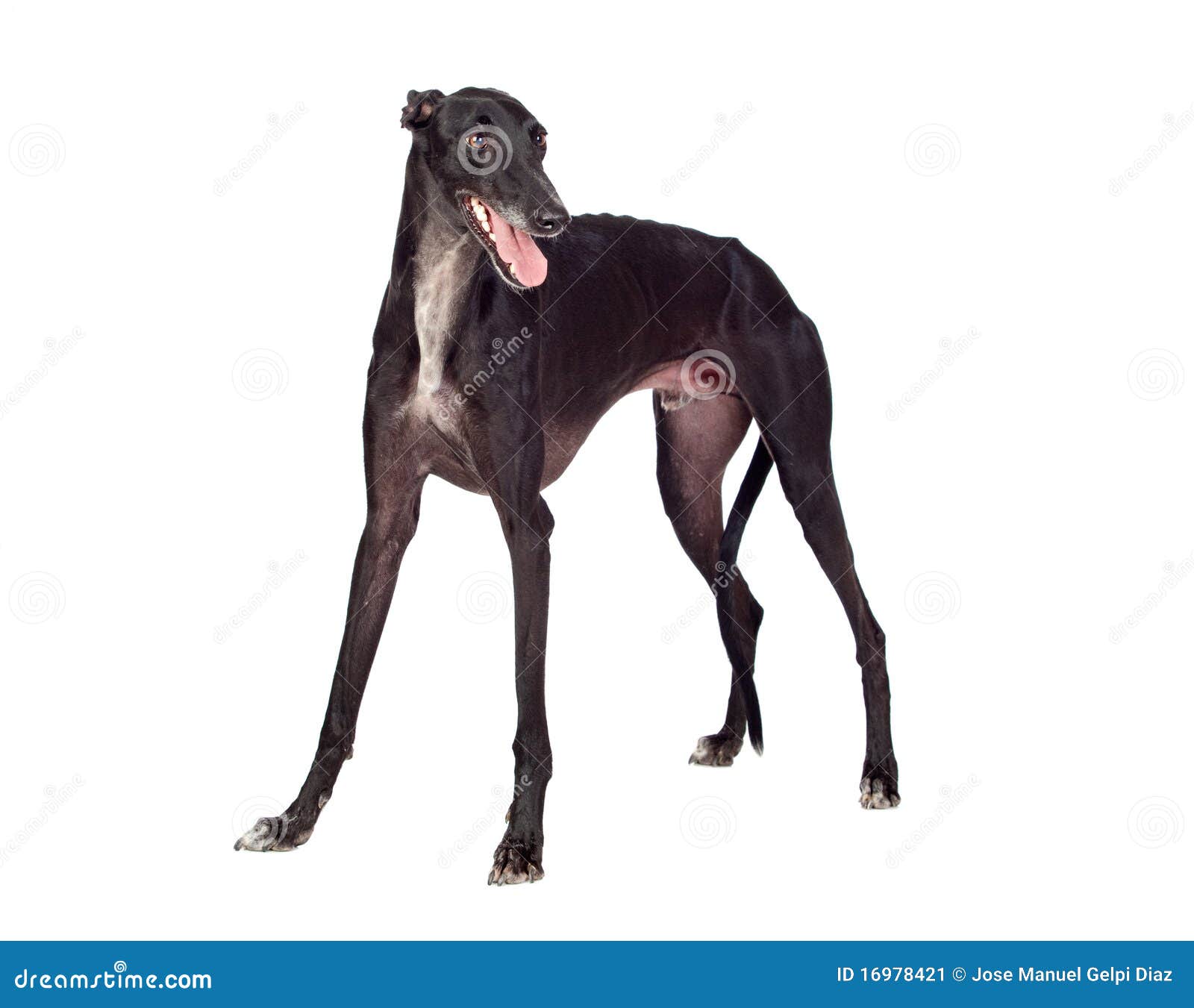 Greyhound breed dog stock image. Image of detail, adult 16978421