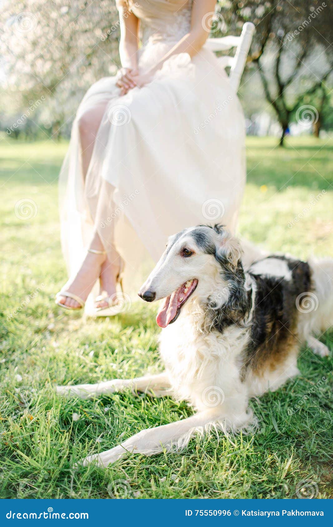 Greyhound with Bride in Wedding Dress Outdoors Stock Photo Image of