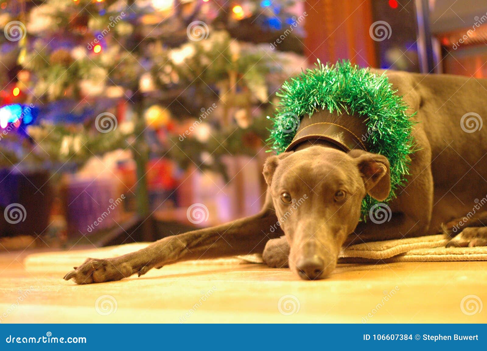 Greyhound Dog Decorated for Christmas Stock Photo Image of bored