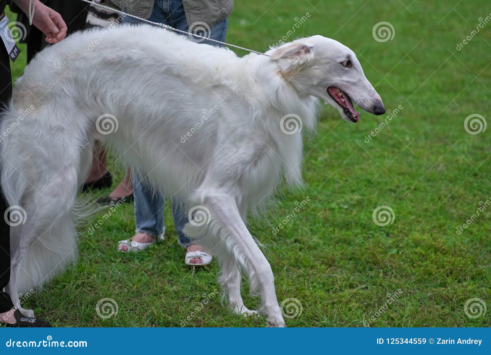 Greyhound Dog with Long White Hair Close-up Stock Image - Image of field,  animal: 125344559