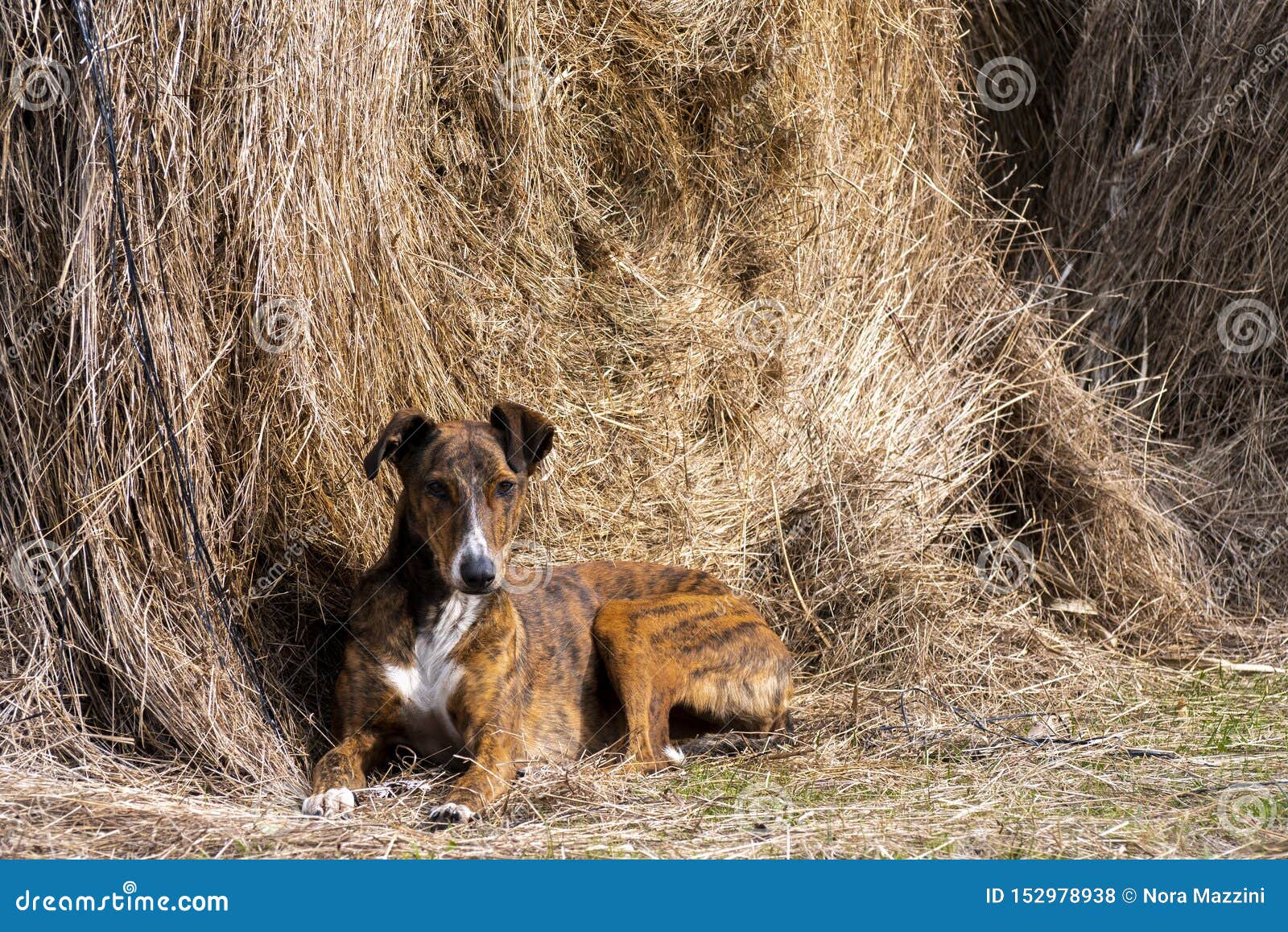 greyhound dog lying on a straw bale