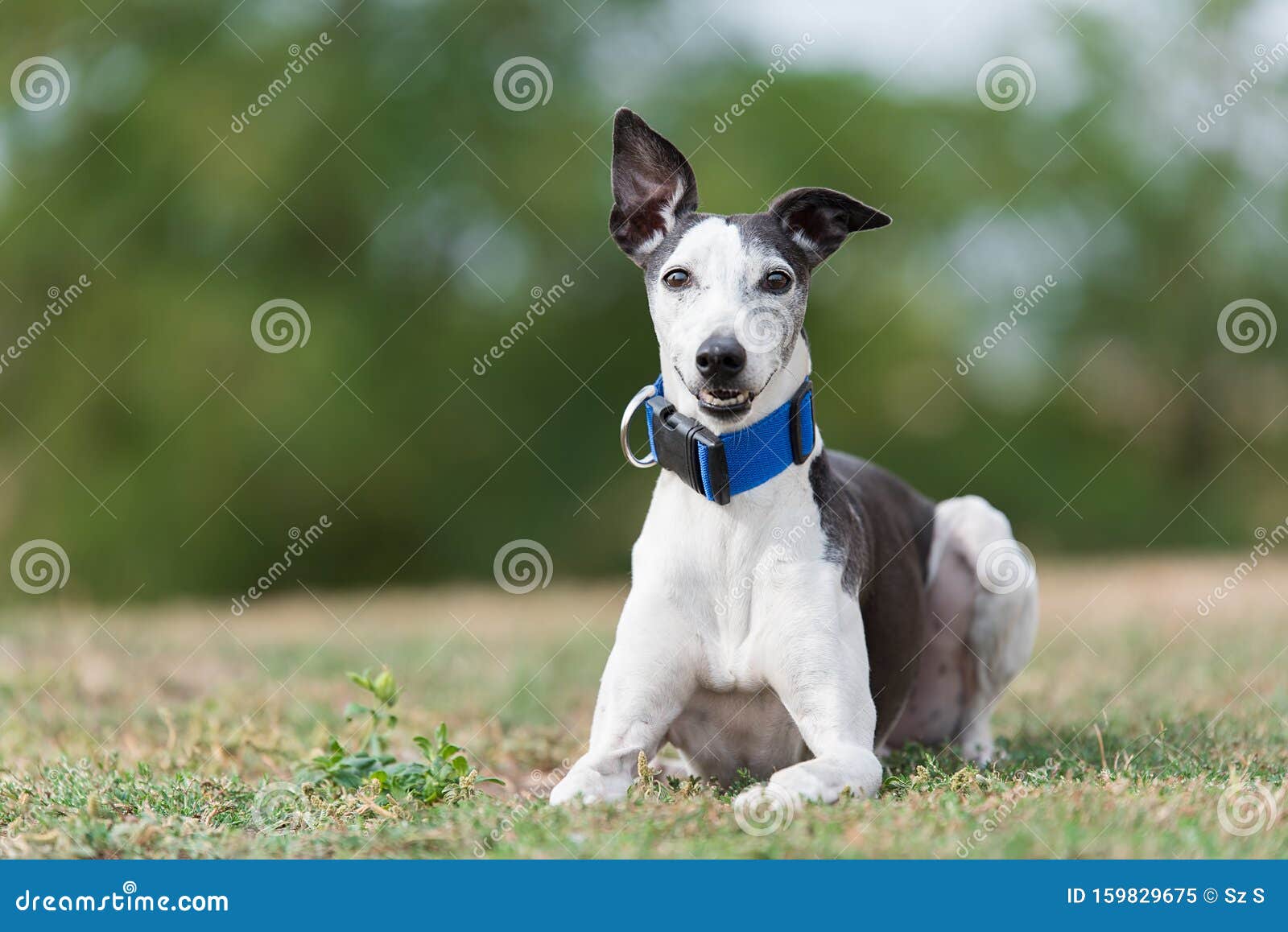 Greyhound dog in the park stock image. Image of domestic 159829675