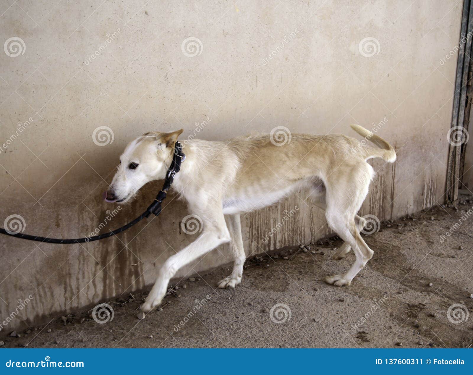 greyhound dog park