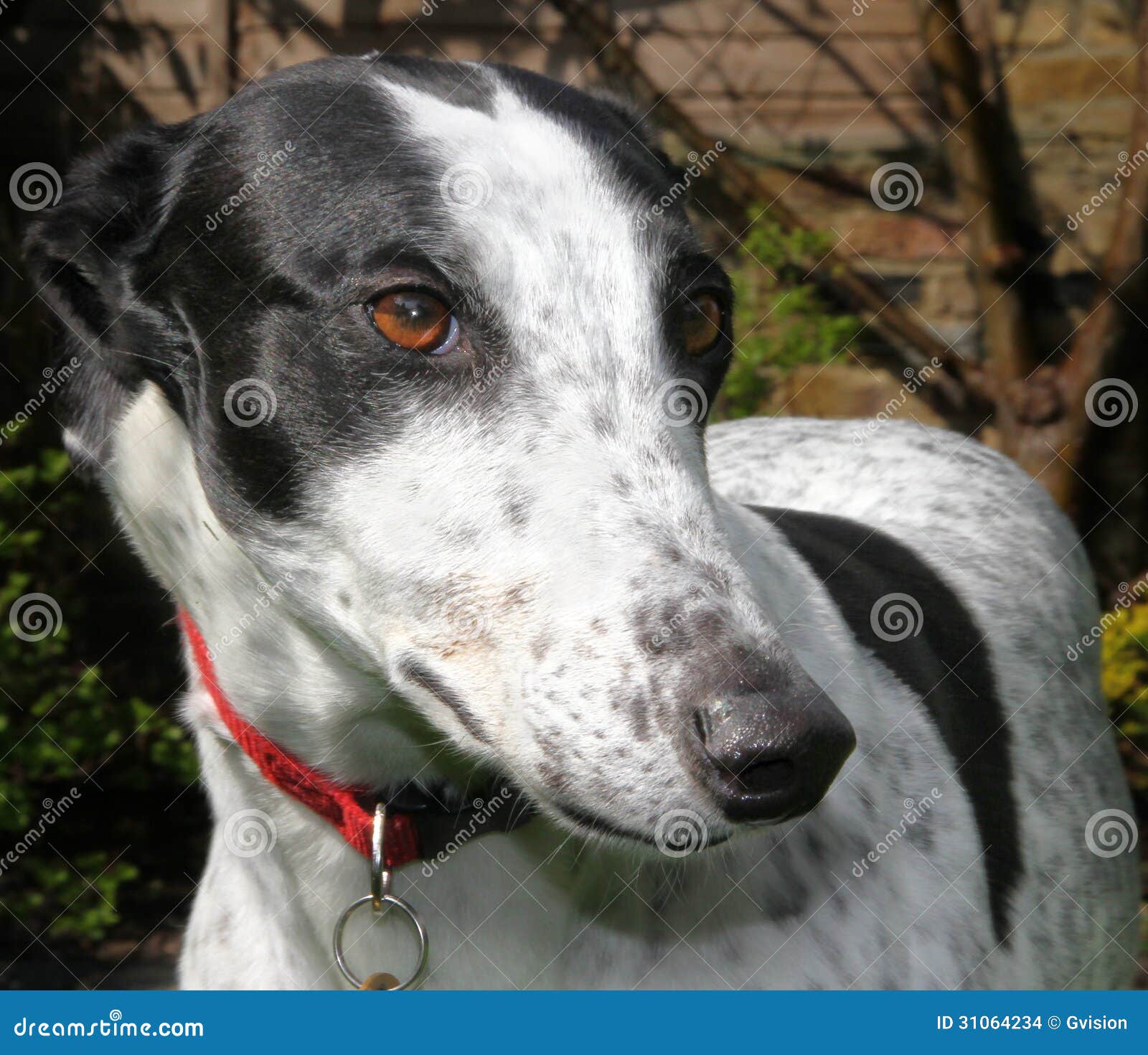 Greyhound Dog Stock Photo Image Of Pedigree Head Rescuedog 31064234