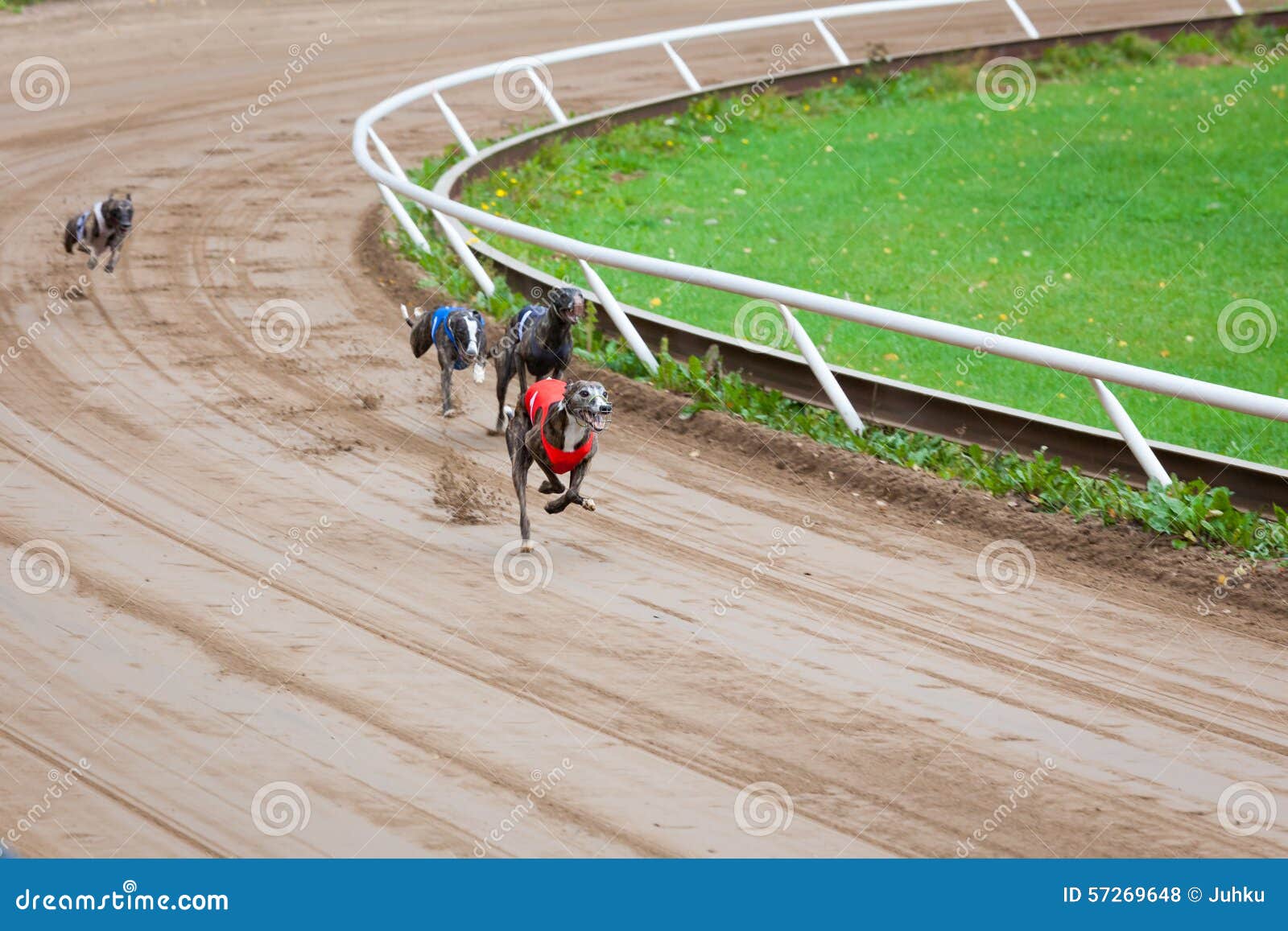 Greyhound dogs racing stock photo. Image of outdoor, competition 57269648