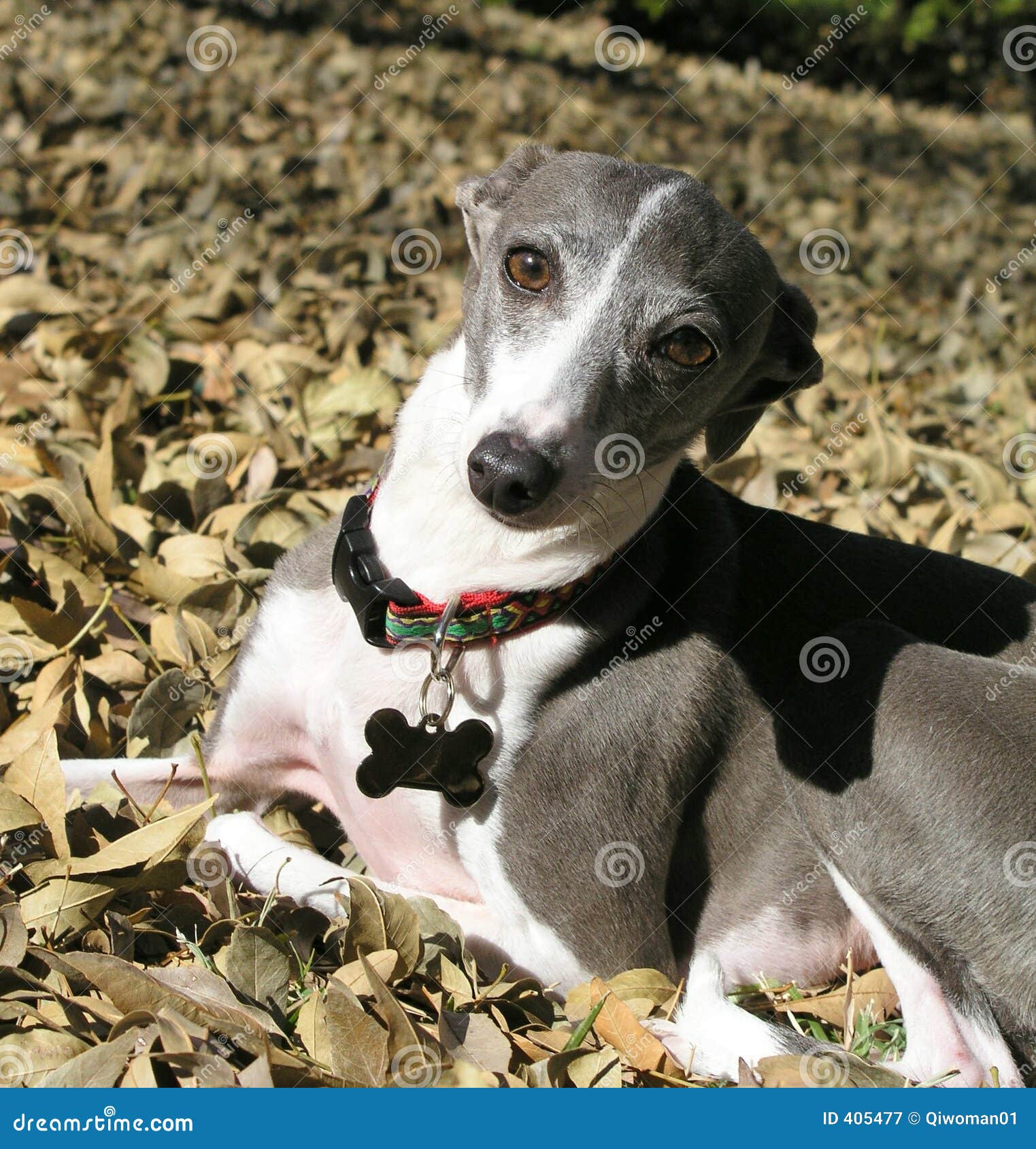greyhound in fall leaves