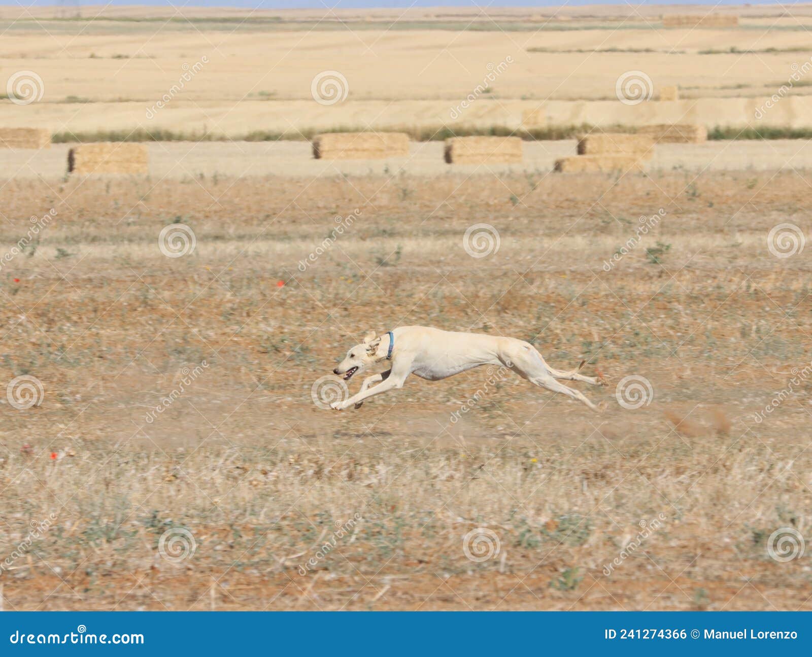 greyhound race fast dog domestic animal field hare hunting