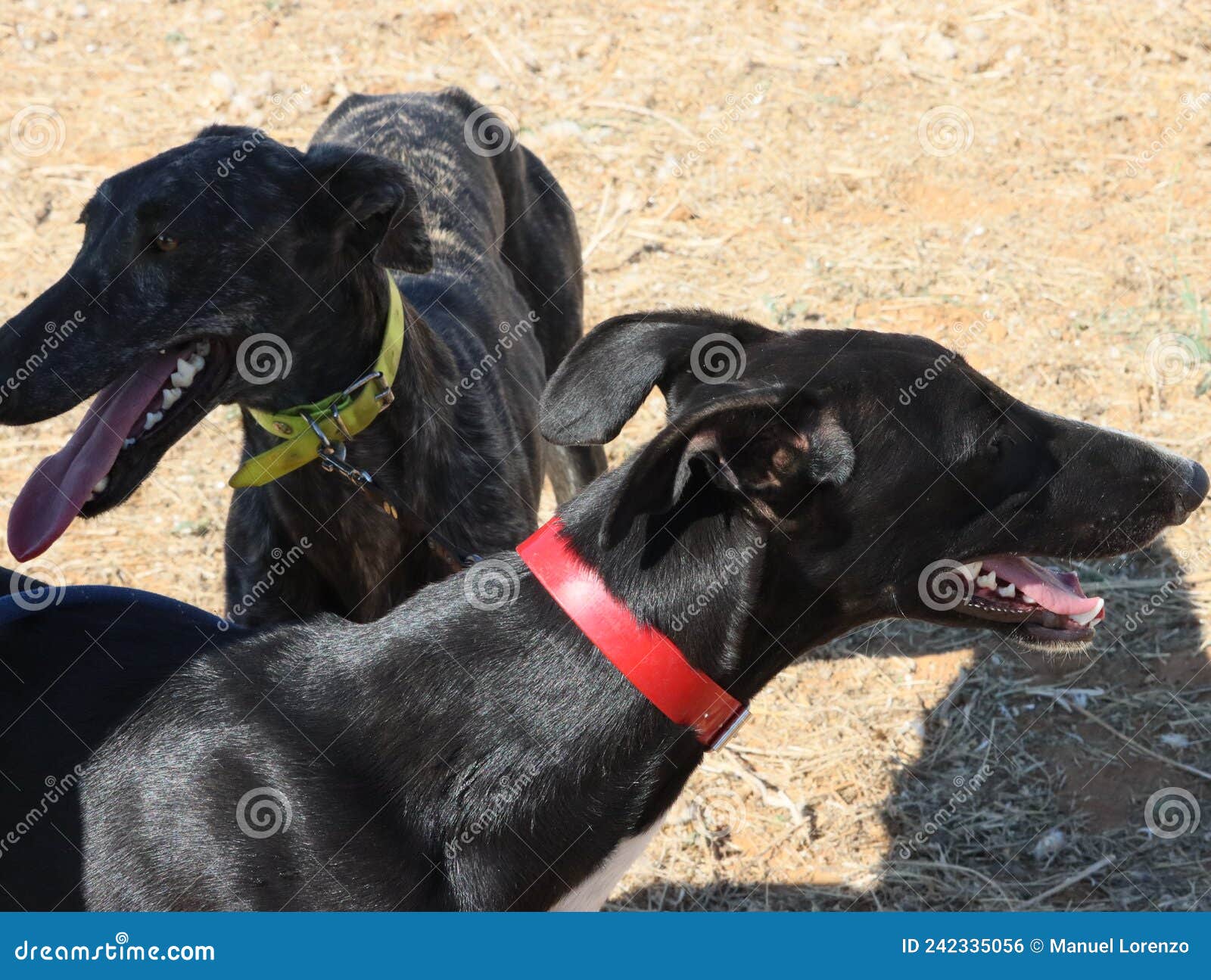 greyhound race fast dog domestic animal field hare hunting