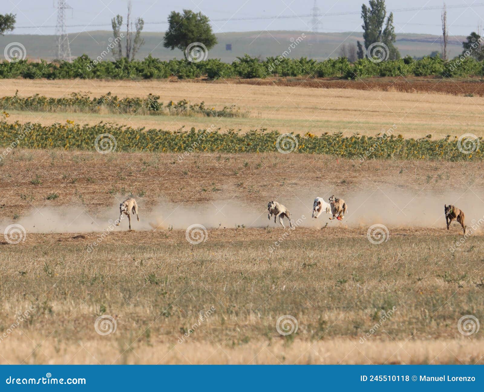 greyhound race fast dog domestic animal field hare hunting