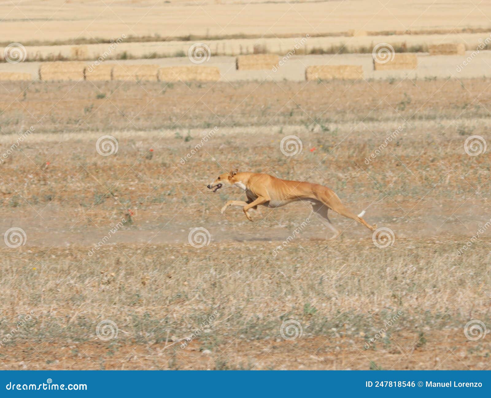 greyhound race fast dog domestic animal field hare hunting