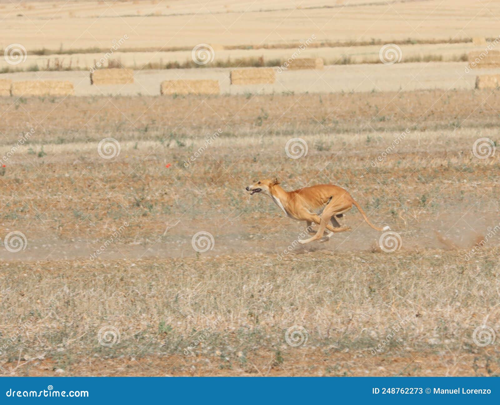 greyhound race fast dog domestic animal field hare hunting